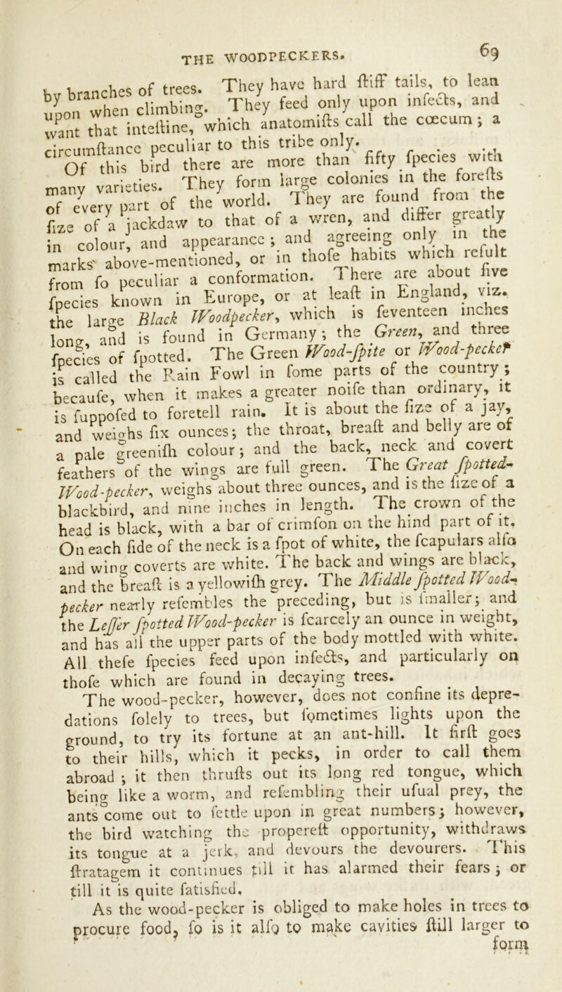 the woodpeckers. , 1 „f ft-pps Thev have hard ftiff tails, to lean upon when climbing. They feed only upon infe£fat, and . wPant that inteftine, which anatomifts call the coecum, a rircumftance peculiar to this true only. . C1 Of this bird there are more than fifty fpeaes with nianv varieties. They form large colonies in the foreds of every part of the world. They are found from the fize of a jackdaw to that of a wren, and differ greatly in colour and appearance; and agreeing only in the marks' above-mentioned, or in thofe habits which tclult from fo peculiar a conformation. 1 here are about five fnecies known in Europe, or at lead in England, viz. the large Black Woodpecker, which is feventeen inches Iona, and is found in Germany ; the Green,. and tnree fnecies of fpotted. The Green Wood-fpite or h aod-peckcT is called the Rain Fowl in fome parts of the country ; becaufe, when it makes a greater node than ordinary, it is fuppofed to foretell rain. It is about the fize of a jay, and weierhs fix ounces; the throat, bread and belly are of a pale greenifh colour; and the back neck and covert feathers of the wings are full green. The Great fpotted- Wood-pecker, weighs about three ounces, and is the lize of a blackbird, and nine inches in length. Ihecrown of the head is black, with a bar of crimfon on the hind part ot it. On each fide of the neck is a fpot of white, the fcapuiars alia and wing coverts are white. The back and wings arc blaoc, and the bread is ayellov/ifh grey. The Middle fpoitcd Ik oca- pecker nearly refembles the ^preceding, but is imaller; and the Leff'er fpotted Wood-pecker is fcarcely an ounce in weight, and has all the upper parts of the body mottled with white. All thefe fpecies feed upon in feds, and particularly on thofe which are found in decaying trees. The wood-pecker, however, does not confine its depre- dations folely to trees, but fometimes lights upon the ground, to try its fortune at an ant-hill. It fird goes to their hills, which it pecks, in order to call them abroad ; it then thruds out its long red tongue, which being like a worm, and refembling their ufual prey, the ants come out to fettle upon in great numbers; however, the bird watching the propered opportunity, withdraws its tongue at a jerk, arid devours the devourers. I his dratagem it continues till it has alarmed their fears ; or till it is quite fatisfied. As the wood-pecker is obliged to make holes in trees to procure food, fo is it alfg to make cavities dill larger to • ' form