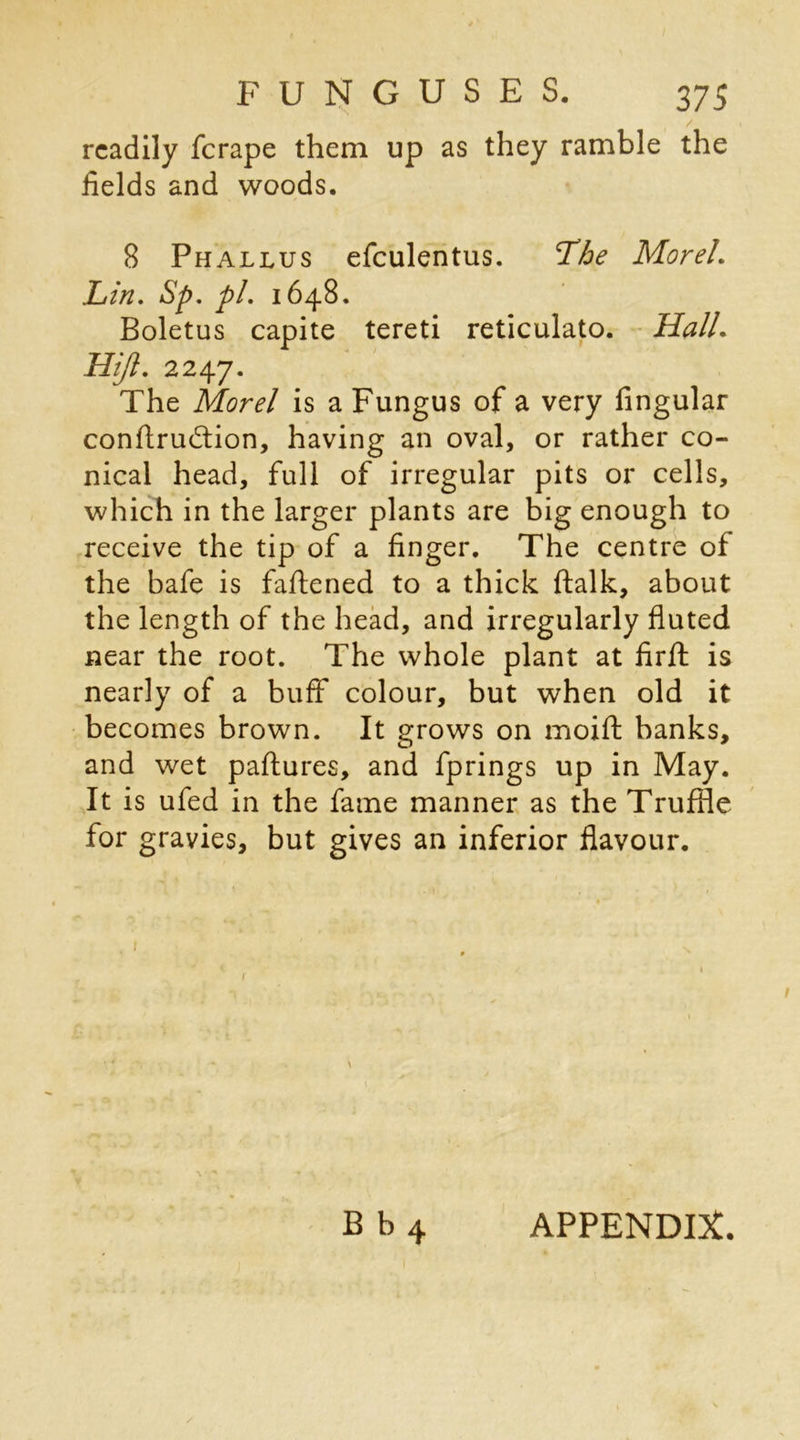 readily ferape them up as they ramble the fields and woods. 8 Phallus efculentus. Lhe Morel. Lin. Sp. pi. 1648. Boletus capite tereti reticulato. Hall. Hijl. 2247. The Morel is a Fungus of a very fingular conttrudtion, having an oval, or rather co- nical head, full of irregular pits or cells, which in the larger plants are big enough to receive the tip of a finger. The centre of the bafe is fattened to a thick ftalk, about the length of the head, and irregularly fluted near the root. The whole plant at firtt is nearly of a buff colour, but when old it becomes brown. It grows on moitt banks, and wet paftures, and fprings up in May. It is ufed in the fame manner as the Truffle for gravies, but gives an inferior flavour.
