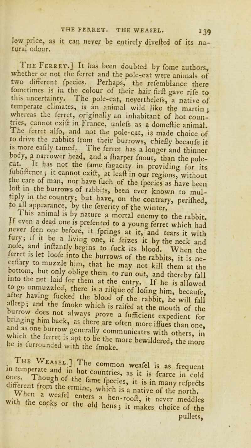 THE FERRET. THE WEASEL. *39 low price, as it can never be entirely diverted of its na- tural odpur. The Ferret.J It has been doubted by fome authors, whether or not the ferret and the pole-cat were animals of two different fpecies. Perhaps, the refemblance there fometimes is in the colour of their hair firft gave rife to this uncertainty. The pole-cat, neyerthejefs, a native of temperate cjimatcs, is an animal wild like the martin ; whereas the ferret, originally an inhabitant of hot coun- tries, cannot exirt in France, unlefs as a domeftic animal. The ferret alfo, and not the pole-cat, is made choice of to drive the rabbits from their burrows, chiefly becaufe it is more eafily tamed. The ferret has a longer and thinner body, a narrower head, and a fharper fnout, than the pole- T has not *be fame fagacity in providing for its fubfiltence ; it cannot exirt, at leaft in our regions, without the care of map, nor have fuch of the fpecies as have been lolt in the burrows of rabbits, been ever known to mul- tiply in the country; but have, on the contrary, perifhed, to all appearance, by the feverity of the winter. This animal is by nature mortal enemy to the rabbit, ff even a dead one is prefented to a young ferret which had never feen one before, it fprings at it, and tears it with fuiy; if it be a living one, it feizes it by the neck and nofe, and inrtantly begins to fuck its blood. When the ferret is let loofe into the burrows of the rabbits, it is ne- cellary to muzzle him, that he may not kill them at the but °nly oblige them to run out, and thereby fall into the net laid for them at the entry. If he is allowed to go unmuzzled, there is a rifque of lofing him, becaufe a ter having fucked the blood of the rabbit, he will fall afleep; and the fmoke which is raifed at the mouth of the burrow does not always prove a fufHcient expedient for bringing him back, as there are often more iffues than one, which the fUrr°W general,1>r communicates with others, in wh.ch the ferre is apt to be the more bewildered, the more he is furrounded with the fmoke. • Weas^l'] The common weafel is as freauent ^rPT^ ^°^C0U-ri- “ it « rcarce inqceoM different from tbp e* amc/Pcc‘es> is in many refpcdts When ? r ,Crmine’ Which is a ™tive Of the north. wi/h^h 7eafe unters a hen*r°ort, it never meddles with the cocks or the old hens; it makes choice of the pullets,