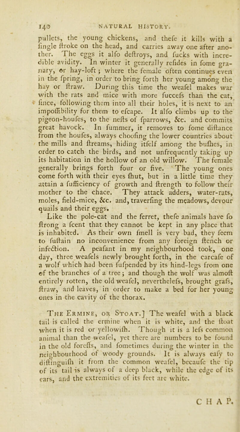 pullets, the young chickens, and thefe it kills with a tingle ttroke on the head, and carries away one after ano- ther. The eggs it alfo deftroys, and fucks with incre- dible avidity. In winter it generally refides in fome gra- nary, or hay-loft; where the female often continues even in the fpring, in order to bring forth her young among the hay or ftraw. During this time the weafel makes war with the rats and mice with more fuccefs than the cat, iince, following them into all their holes, it is next to an impoffibility for them to efcape. It alfo climbs up to the pigeon-houfes, to the nefts of fparrows, &c. and commits great havock. In fummer, it removes to fome diftance from the houfes, always choofrng the lower countries about / the mills and ftreams, hiding itfelf among the bulhes, in order to catch the birds, and not unfrequently taking up its habitation in the hollow of an old willow. The female generally brings forth four or five. The young ones come forth with their eyes {hut, but in a little time they attain a fufficiency of growth and ftrength to follow their mother to the chace. They attack adders, water-rats, moles, field-mice. Sec. and, traverfing the meadows, devour quails and their eggs. Like the pole-cat and the ferret, thefe animals have fo flrong a feent that they cannot be kept in any place that is inhabited. As their own fmell is very bad, they feem to fuitain no inconvenience from any foreign ftcnch or infection. A peafant in my neighbourhood took, one day, three weafels newly brought forth, in the carcafe of a wolf which had been fufpended by its hind-legs from one ©f the branches of a tree; and though the wolf was almoft entirely rotten, the old weafel, neverthelefs, brought grafs, ftraw, and leaves, in order to make a bed for her young ones in the cavity of the thorax. The Ermine, or Stoat.] The weafel with a black tail is called the ermine when it is white, and the float when it is red or yellowifh. Though it is a lefs common animal than the weafel, yet there are numbers to be found in the old forefts, and fometimes during the winter in the neighbourhood of woody grounds. It is always eafy to diftinguifh it from the common weafel, becaufc the tip of its tail -is always of a deep black, while the edge of its cars, and the extremities of its feet are white. CHAP.