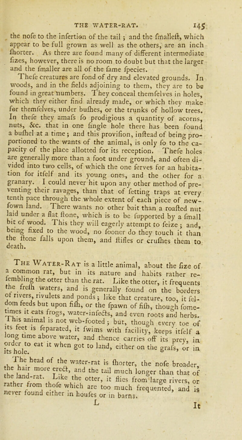 THE WATER-RAT. *45 the nofe to the infertion of the tail ; and the fmalleft, which appear to be full grown as well as the others, are an inch Ihorter. As there are found many of different intermediate fizes, however, there is no room to doubt but that the larger and the fmaller are all of the fame fpecies. Thefe creatures are fond of dry and elevated grounds. In woods, and in the fields adjoining to them, they are to be found in great numbers. They conceal themfelves in holes, which they either find already made, or which they make for themfelves, under bufhes, or the trunks of hollow trees. In thefe they amafs fo prodigious a quantity of acorns, nuts, See. that in one fingle hole there has been found a bufhel at a time; and this provifion, inftead of being pro- portioned to the wants of the animal, is only fo to the ca- pacity of the place allotted for its reception. Thefe holes are generally more than a foot under ground, and often di- vided into two cells, of which the one ferves for an habita- tion for itfelf and its young ones, and the other for a granary. I could never hit upon any other method of pre- venting their ravages, than that of fetting traps at every tenth pace through the whole extent of each piece of new- fown land. There wants no other bait than a roafted nut laid under a flat ffone, which is to be fupported by a fmall bit of wood. I his they will eagerly attempt to feize ; and, being fixed to the wood, no fooner do they touch it than the ftone falls upon them, and ltifles or crufhes them to death. The Water-Rat is a little animal, about the fize of a common rat, but in its nature and habits rather re- lembhng the otter than the rat. Like the otter, it frequents the frefh waters, and is generally found on the borders of rivers, rivulets and ponds; like that creature, too, it fel- dom feeds but upon fifh, or the fpawn of fifh, though fome- times it eats frogs, water-in fedfs, and even roots and herbs. 1 his animal is not web-footed ; but, though every toe of its feet is feparated, it fwims with facility, keeps' itfelf a long time above water, and thence carries off its prey in o!dor to eat it when got to land, either on the grafs, or in I he head of the water-rat is fhorter, the nofe broader, e air more eredf, and the tail much longer than that of the lana-rat. Like the otter, it flies from large rivers, or rather from thofe which are too much frequented, and is never found either in houfes or in barns. L It