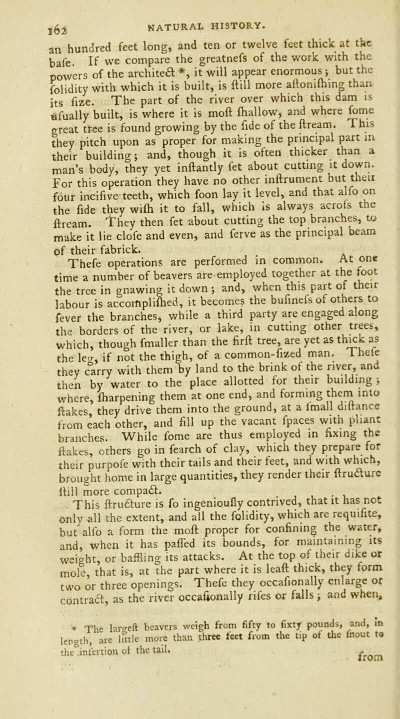 an hundred feet long, and ten or twelve feet thick at the bafe. If we compare the greatnefs of the work with the powers of the architea *, it will appear enormous; but the folidity with which it is built, is ftill more aftonifhing than its ftze. The part of the river over which this dam is nfually built, is where it is moft (hallow, and where fome great tree is found growing by the fide of the ftream. This they pitch upon as proper for making the principal part in their building; and, though it is often thicker than a man’s body, they yet inftantly fet about cutting it down. For this operation they have no other inftrument but then four incifive teeth, which foon lay it level, and that alfo on the fide they wi(h it to fall, which is always acrofs the ftream. They then fet about cutting the top branches, to make it lie clofe and even, and ferve as the principal Deam of their fabrick. Thefe operations are performed in common. At one time a number of beavers are employed together at the foot the tree in gnawing it down ; and, when this part of then labour is accorfi pi idled, it becomes the bufinefs of others to fever the branches, while a third party are engaged along the borders of the river, or lake, in cutting other trees, which, though fmaller than the firft tree, are yet as threk as the W, if not the thigh, of a common-fized man. Theie they carry with them by land to the brink of the river, and then by water to the place allotted for their building ; where, (harpening them at one end, and forming them into ftakes, they drive them into the ground, at a lmall diftance from each other, and fill up the vacant fpaces with pliant branches. While fome are thus employed in fixing the ftakes, others go in fearch of clay, which they prepare for their purpofe with their tails and their feet, and with which, brought home in large quantities, they render their ftrudfuie ftill more compadh . . This ftrudture is fo ingenioufly contrived, that it has not only all the extent, and all the folidity, which are requifite, but alfo a form the moft proper for confining the water, and, when it has palled its bounds, for maintaining its weight, or baffling its attacks. At the top of their dike or mole, that is, at the part where it is lead thick, they form two or three openings. Thefe they occafionally enlarge or contract, as the river occafionally rifes or falls; and when, * The largeft beavers weigh from fifty to fixty pounds, and, in length, are little more than three feet from the tip ot the fnout to the .infertion of the tail. ^