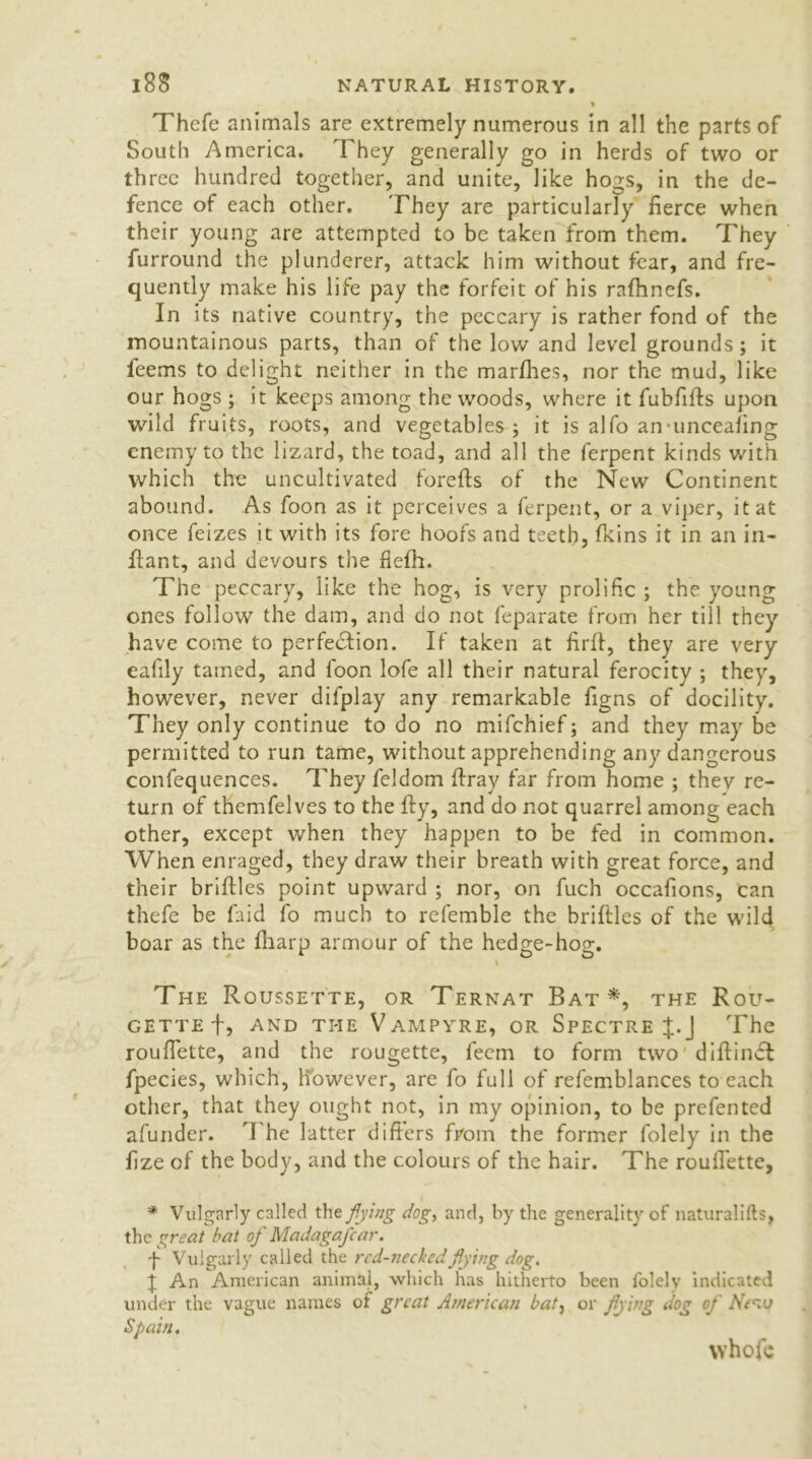 Thefe animals are extremely numerous in all the parts of South America. They generally go in herds of two or three hundred together, and unite, like hogs, in the de- fence of each other. They are particularly fierce when their young are attempted to be taken from them. They furround the plunderer, attack him without fear, and fre- quently make his life pay the forfeit of his rafhnefs. In its native country, the peccary is rather fond of the mountainous parts, than of the low and level grounds ; it leems to delight neither in the marfhes, nor the mud, like our hogs ; it keeps among the woods, where it fubfifls upon wild fruits, roots, and vegetables; it is alfo an unceafing enemy to the lizard, the toad, and all the ferpent kinds with which the uncultivated forefts of the New Continent abound. As foon as it perceives a ferpent, or a viper, it at once feizes it with its fore hoofs and teeth, fkins it in an in- fiant, and devours the fiefh. The peccary, like the hog, is very prolific ; the young ones follow the dam, and do not feparate from her till they have come to perfection. If taken at firff, they are very eafily tamed, and foon lofe all their natural ferocity ; they, however, never dilplay any remarkable figns of docility. They only continue to do no mifehief; and they may be permitted to run tame, without apprehending any dangerous confequences. They feldom {tray far from home ; they re- turn of themfelves to the fty, and do not quarrel among each other, except when they happen to be fed in Common. When enraged, they draw their breath with great force, and their briftles point upward ; nor, on fuch occafions, can thefe be faid fo much to refemble the briftles of the wild boar as the lharp armour of the hedge-hog. i The Roussette, or Ternat Bat *, the Rou- GETTEf, AND THE VaMPYRE, OR SPECTRE %. ] The roufTette, and the rougette, feem to form two diftinct fpecies, which, however, are fo full of refemblances to each other, that they ought not, in my opinion, to be prefented afunder. The latter differs from the former folely in the fize of the body, and the colours of the hair. The roullette, * Vulgarly called the flying dog, and, by the generality of naturalifts, the great bat of Madagascar. -f Vulgarly called the red- necked flying dog. j An American animal, which has hitherto been lolely indicated under the vague names of great American batz or flying dog of New Spain. whofc