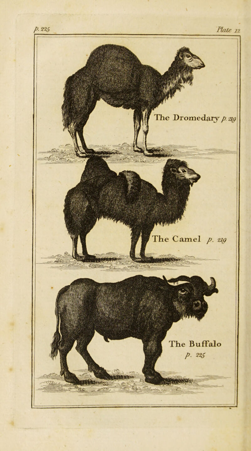 p.225 Plate 12 The Dromedary p. ag The Camel p. up The Buffalo