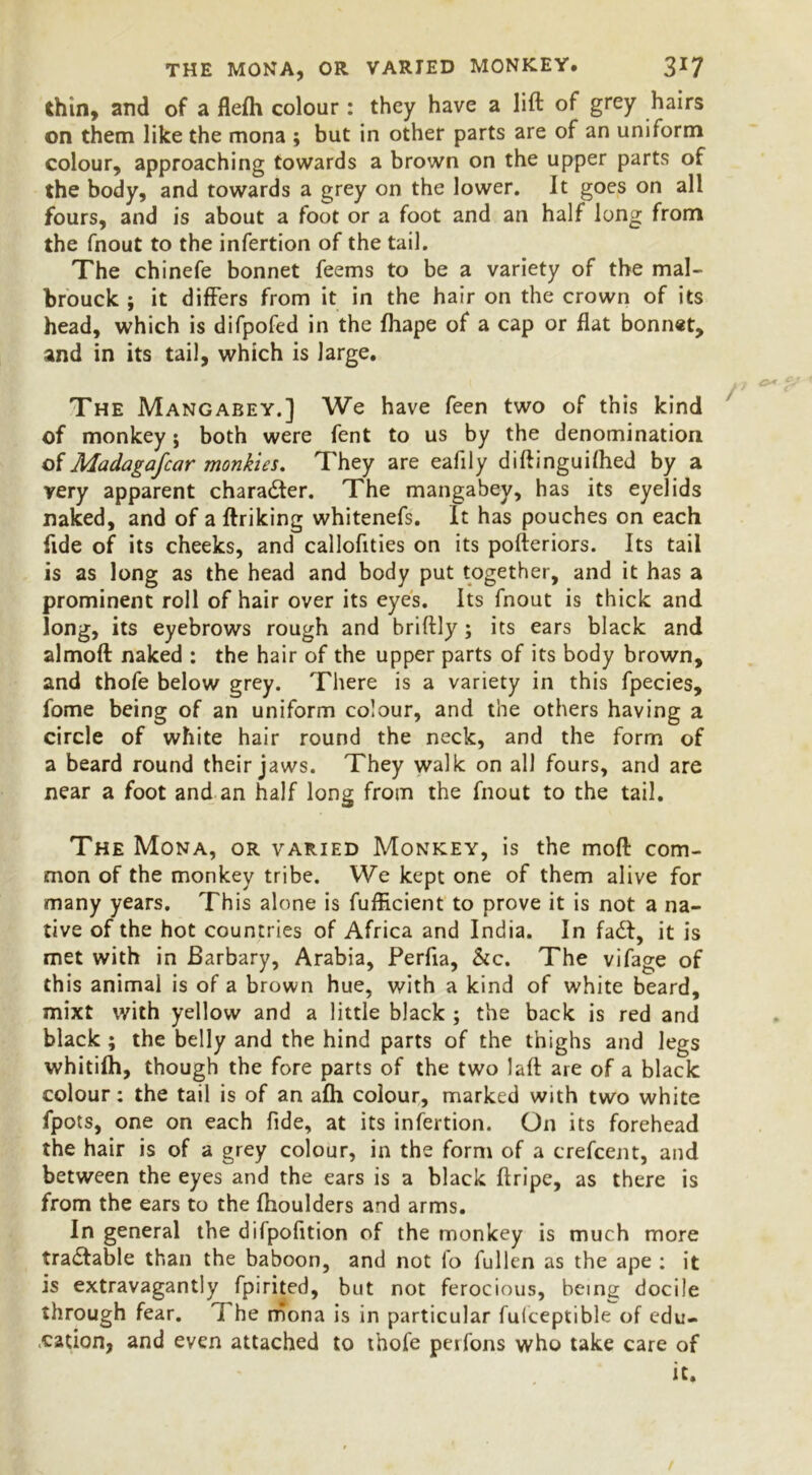 THE MONA, OR VARIED MONKEY. 3X7 thin, and of a flefh colour : they have a lift of grey hairs on them like the mona ; but in other parts are of an uniform colour, approaching towards a brown on the upper parts of the body, and towards a grey on the lower. It goes on all fours, and is about a foot or a foot and an half long from the fnout to the infertion of the tail. The chinefe bonnet feems to be a variety of the mal- brouck ; it differs from it in the hair on the crown of its head, which is difpofed in the fhape of a cap or flat bonnet, and in its tail, which is large. The Mangabey.] We have feen two of this kind of monkey; both were fent to us by the denomination of MadagaJ,'car monkies. They are eafily diftinguilhed by a very apparent character. The mangabey, has its eyelids naked, and of a ftriking whitenefs. It has pouches on each fide of its cheeks, and callofities on its pofteriors. Its tail is as long as the head and body put together, and it has a prominent roll of hair over its eyes. Its fnout is thick and long, its eyebrows rough and briftly; its ears black and almoft naked : the hair of the upper parts of its body brown, and thofe below grey. There is a variety in this fpecies, fome being of an uniform colour, and the others having a circle of white hair round the neck, and the form of a beard round their jaws. They walk on all fours, and are near a foot and an half long from the fnout to the tail. The Mona, or varied Monkey, is the moft com- mon of the monkey tribe. We kept one of them alive for many years. This alone is fufficient to prove it is not a na- tive of the hot countries of Africa and India. In fa&, it is met with in Barbary, Arabia, Perfia, &c. The vifage of this animal is of a brown hue, with a kind of white beard, mixt with yellow and a little black ; the back is red and black ; the belly and the hind parts of the thighs and legs whitilh, though the fore parts of the two Jaft are of a black colour: the tail is of an alh colour, marked with two white fpots, one on each fide, at its infertion. On its forehead the hair is of a grey colour, in the form of a crefcent, and between the eyes and the ears is a black ftripe, as there is from the ears to the fhoulders and arms. In general the dilpofition of the monkey is much more tra&able than the baboon, and not fo fullen as the ape : it is extravagantly fpirited, but not ferocious, being docile through fear. The mona is in particular fulceptible of edu- cation, and even attached to thofe peifons who take care of it.