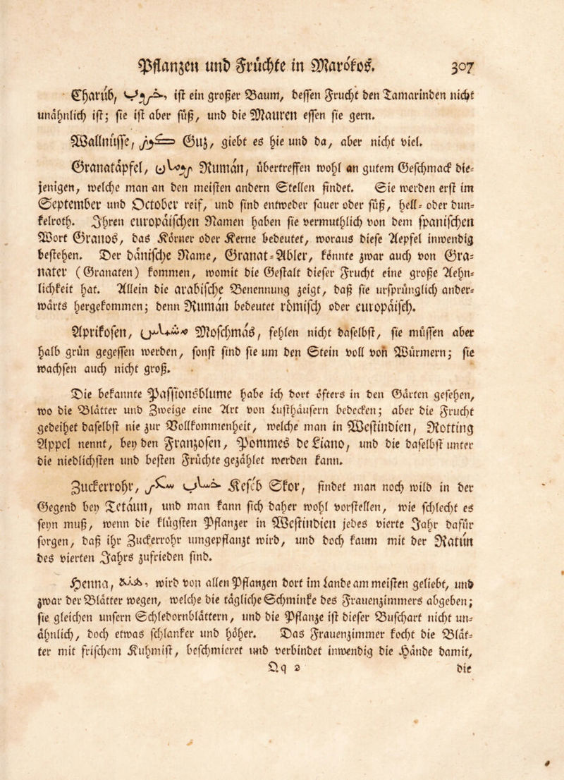 CTfjaruf), iß ein großer Smurt, beffen ^ud^^ett$amann&en nic^f unähnlich iß; fte tff aber fuß, unb bieSftaurCtt effen fte gern, SßMnujfe, @tt$, gte6t e$ §ieunb ba, aber nicht bicl, ©ranafdpfel, SUurtdtt, übertreten wo§l an gutem ©efd;macf bie* jenigen, welche man an ben meißen anbern ©teilen ßnbef, ©te werben erß tm øeptcmber unb Dctobev reif, unb ftnb enfweber fauer ober fuß, hed-- ober bum felroth, ,3§ren euvopdtfd^CIt Slanten fyaben fte oermufpcb bon bem fpantfd)Ctt 5Borf ©rcmoé, bas Norner ober .fi'erne bebeutet, woraus btefe Ttepfel inwenbtg beße^en, £)er t>dnffct>e Slatne, ©ranat* Sibier, fénnte $war aud; bon ©ra= nater (©ranaten) fommen, womit bie ©eßalt biefer ^5rucf>t eine große Ste^m lid)feit fyat ‘Kdein bie arabtfdje Benennung jeigt, baß fte utfprunglid; anber* wdrts bergefommen; benn Altman bebeutet rbmifd) ober eutopdtfe^ Stprifofen, 50lofcf;mdé, festen nid;t bafelbß, fte muffen aber £alb grun gegejfen werben, fonß ftnb fte um ben ©tetn bod bon SSSurmern; fte wacbfen auch nicf>e groß, . . * ®ie befaunte ^pafftOtléblUtrte f)abe tcf> bort öfters in ben ©arten gefeiert, wo bie flatter unb 3wetge eine lixt bon iußhaufern bebeefen; aber ble 3rud;t gebeitet bafelbß nie ^ur Sodfommenheit, welche man in SOßeßtntuen, Gotting Slppel nennt, bet; ben ^ratljofetl, ^»ommeé befiano, unb bie bafelbß unter bie nieblicbßen unb beßen §rud;te ge^d^fet werben fantu 3ucferro^r/ Äefcb øfor, ßnbef man noch n>tfb in ber ©egenb bep JetdlUt, unb man fann ftcb ba£er wofd borßeflen, wie fdßedjf es fet;n muß, wenn bie flügßen ^ßanjer in SSBeßinbten jebeS bierte 3a§r bafur forgen, baß tf;r 3l^errof;r umgepßanjf wirb, unb boeb famn mit ber SiatiUt bes bierten ^a^ré jufrteben ftnb, Rennet, wtrbbon allen93ßanjen bort tm Janbe am meißen geliebt, unb jwar ber Slatter wegen, welche bie tagltcbe©cf;mtnfe bes Srauen^immers abgeben; fte gleichen unfern ©dßebornbldtfern, unb bie ^ßanje iß biefer Sußharf nicht um ähnlich, bod; etwas fdßanfer unb hdfper, ®as ^rauenjimmer focht bie Slaf* (er mit frtfd;em .K'uhmtß, befebmieret unb berbinbet inmenbig bie Jpdnbe bamif, Üq 2 bte