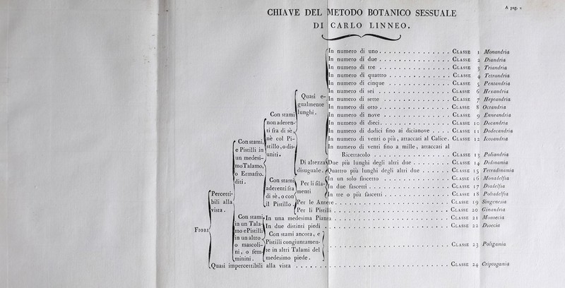 Fiori' DI CARLO LINNEO. A pag. Quasi Percetti- ibili alla In numero di uno In numero di due In numero di tre In numero di quattro In numero di cinque In numero di sei jin numero di sette gualmente numero di otto Con stami' ■lunghi. I numero di nove nonaderen-' fin numero di dieci ti fra di se lln numero di dodici fino ai dicianove .... [In numero di venti o più, attaccati al Calice. In numero di venti fino a mille, attaccati al ' Ricettacolo Di altezza(¡Due più lunghi degli altri due disuguale. ^Quattro più lunghi degli altri due Constami (h un solo fascette aderenti fra 1 ^ue fascetti r> . ine col Pi-| Lon stami,I p. .... . Istillo,odis- e ristilli in ; j . ¡uniti un medesi- I moTalamo,' o Ermafro. diti. di se, o conS [il Pistillo ./Per le Antere . Con stami.In yna medesima Pianta in un Tala-| mo ePistilli^ in unaltro,,^. ni o fem-l*'e lu altri Talami del l^minini. [medesimo piede. Quasi impercettibili alla vista jln tre o più fascetti ¡'^In due distinti piedi Con stami ancora, e Classe Classe Classe Classe Classe Classe Classe Classe Classe Classe Classe Classe Classe Classe Classe Classe Classe Classe Classe Classe Classe I Monandria a Diandrìa 3 Triandria 4 Tetrandria 5 Pentandria 6 Hexandria 7 Heptandria 8 Octandria 9 Enneandrìa 10 Dtcandria I 1 Dodecandrìa 12 Icosandna I 3 Poliandria Dìdinamia 15 Tetradinamia 1 6 Monadelfia 17 Dìadelfia 1 8 Poliadelfta 19 Singenesia 11 Monoecia 2 2 Dioecia Classe 23 Poligamia Classe 24 Criptogamia