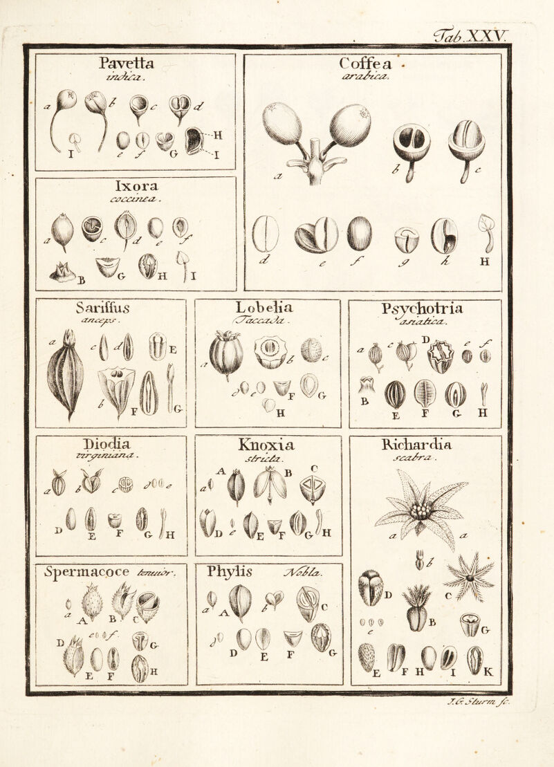 e^.xxv: Pavetta Coffea • Ixora tO\ J? £ Sariffus <Zsz^eys. L obeli a Psychotria tZJT<Z&Z?/Z . ? ^ f j L I)Ip3ia ZYryrzszLOTZ<Z * V M a 0g sC<k. D E H Knoxia * s/rz+£z. .A 11 r E F Spermacoce AzZZ/ZZZ/ \ Phylis y\Az&£z. Richarclia szzzArzz . i * JTAr Jr/zZSVZl yl.
