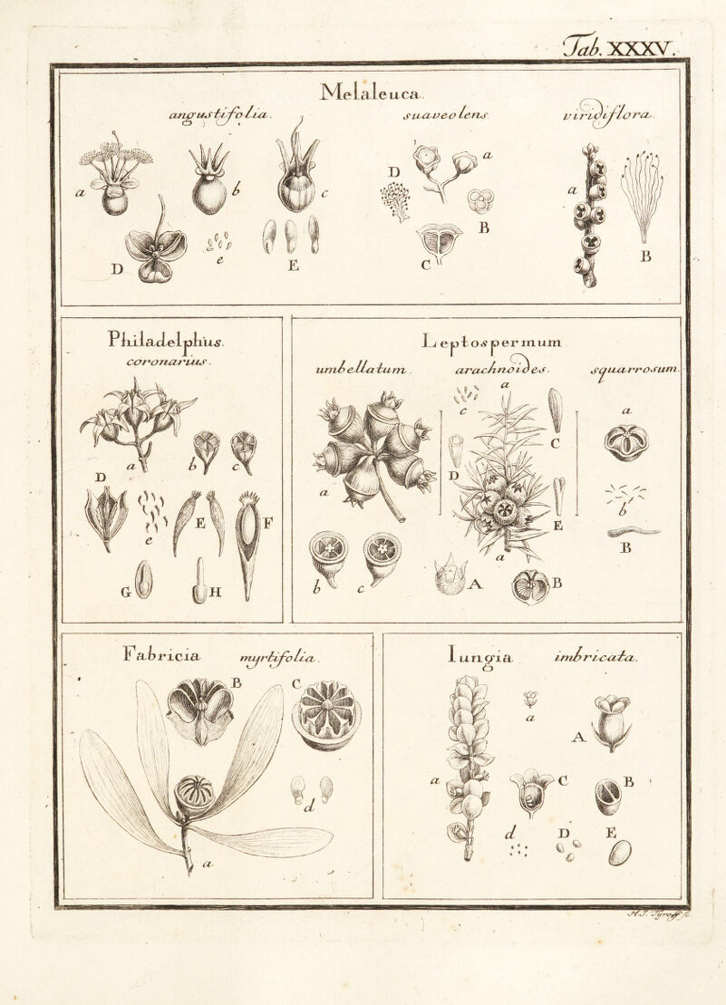 XXXV. Melal euca sucLveo lens P kilacleljaku^. cot^o nanus. inii e llst iu rn f a epto^jaermum zAnoi^i sqnarrosum 1 a b 3 / Fa b riCia rrnjriifo lea B ^ C I u n o iii ml> r/caAci a %