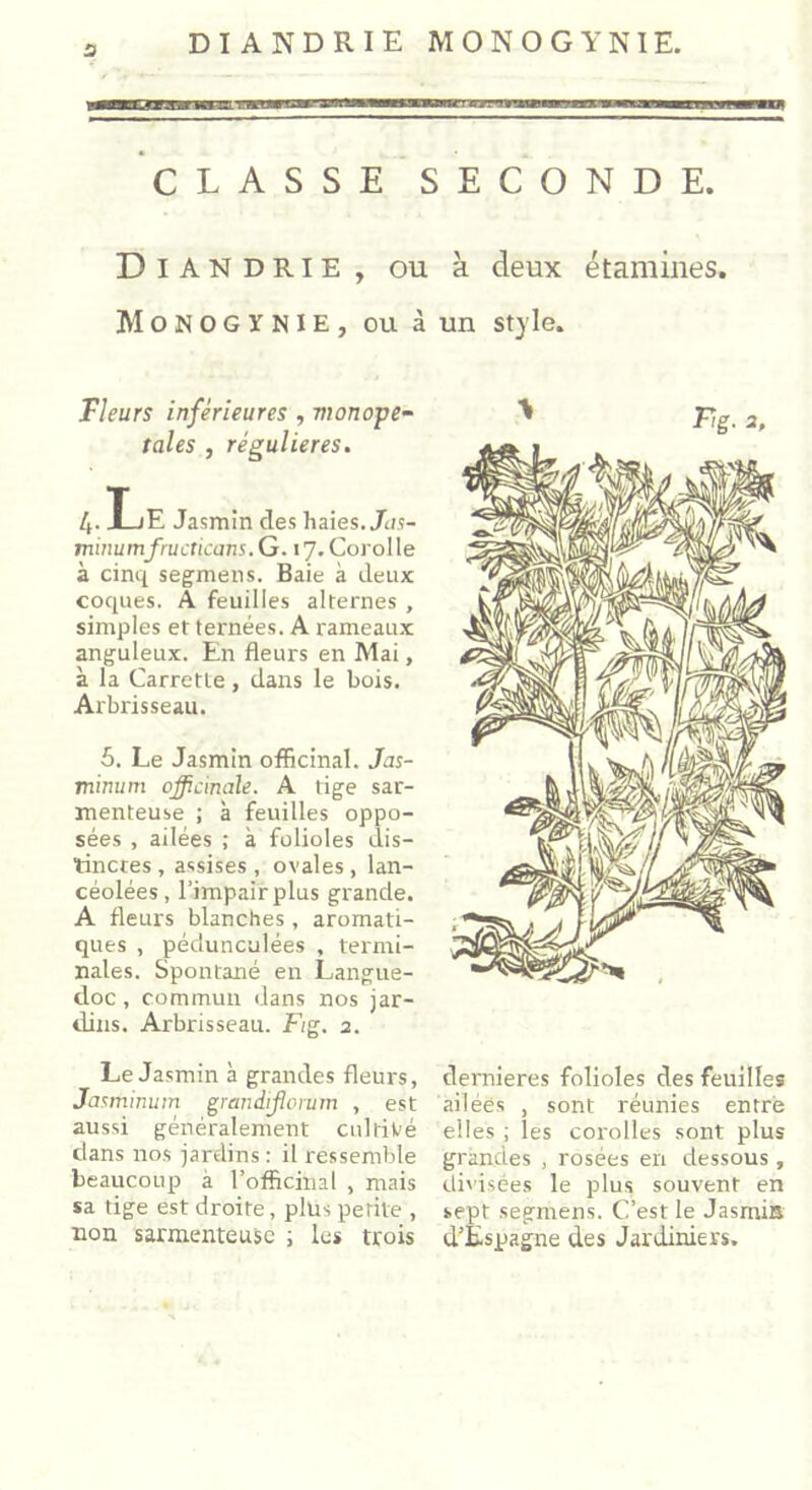 CLASSE SECONDE. Diandrie , ou k deux étamines. Monogynïe, ou à un style. Fleurs inférieures , monope- taies , régulières. 4. Le Jasmin des haies. Jits- minumfructicans. G. 17. Corolle à cinq segmens. Baie à deux coques. A feuilles alternes , simples et ternées. A rameaux anguleux. En fleurs en Mai, à la Carrette , dans le bois. Arbrisseau. 5. Le Jasmin officinal. Jas- minum officinale. A tige sar- menteuse ; à feuilles oppo- sées , ailées ; à folioles dis- tinctes , assises, ovales, lan- céolées, l’impair plus grande. A fleurs blanches, aromati- ques , pédunculées , termi- nales. Spontané en Langue- doc , commun dans nos jar- dins. Arbrisseau. Fig. 2. Le Jasmin à grandes fleurs, Jasminum grandiflorum , est aussi généralement cultivé dans nos jardins : il ressemble beaucoup a l’officinal , mais sa tige est droite, plus petite , non sarmenteuse ; les trois dernieres folioles des feuilles ailées , sont réunies entré elles ; les corolles sont plus grandes , rosées en dessous, divisées le plus souvent en sept segmens. C’est le Jasmin d’Espagne des Jardiniers.