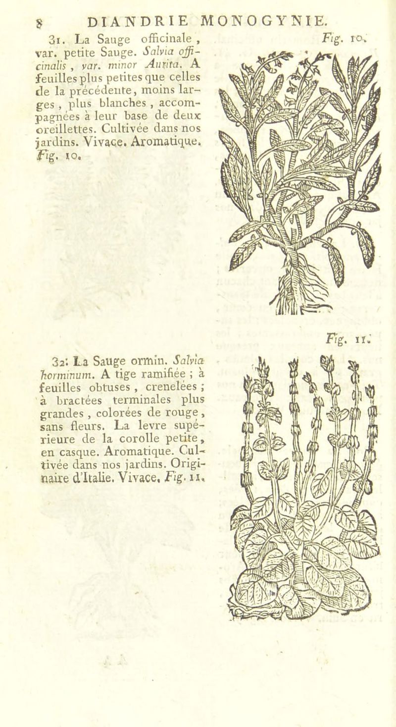 3i. La Sauge officinale, var. petite Sauge. Salvia offi- cmalis , var. minor Autita. A feuilles plus petites que celles de la précédente, moins lar- ges , plus blanches, accom- pagnées à leur base de deux: oreillettes. Cultivée dans nos jardins. Vivace. Aromatique. F'g. io. Fig. ro-. 3a’. La Sauge ormin. Sahla Ttormimm. A tige ramifiée ; à feuilles obtuses, crenelées ; à bractées terminales plus grandes , colorées de rouge , sans fleurs. La levre supé- rieure de la corolle petite, en casque. Aromatique. Cul- tivée dans nos jardins. Origi- naire d’Italie. Vivace, Fig- u,