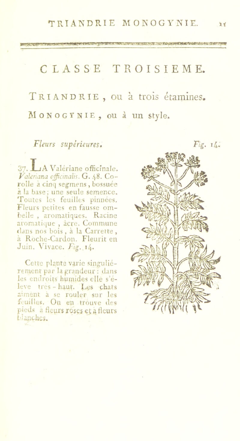 CLASSE TROISIEME. Triandrie, ou à trois étamines. MoNOGYNIE, ou à un style. 37. La Valériane officinale. Vole ruina cffianalis. G. 48. Co- rolle à cinq segmens, bossuée à la base; une seule semence. Toutes les feuilles pinnées. Fleurs petites en fausse om- belle , aromatiques. Racine aromatique , âcre. Commune flans nos bois, à la Canette , à Roche-Cardon. Fleurit en Cette plante varie singuliè- rement par la grandeur : dans les endroits humides elle s’é- lève très - haut. Les chats aiment a se rouler sur les feuilles. Ou en trouve des pieds â fleurs roses et a fleurs Hanches.