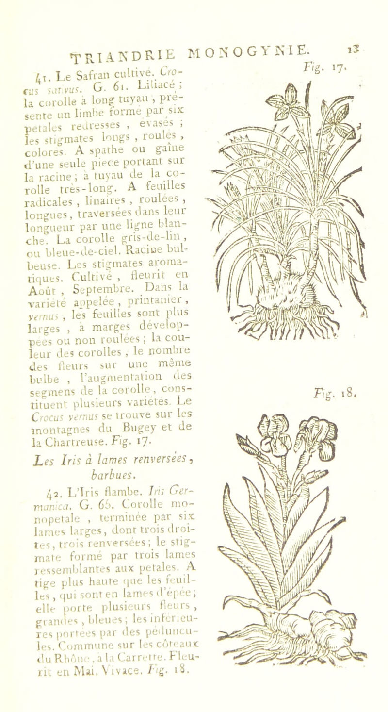 TRIANDRIE i,. Le Safran cultive. Cro- cus sauvus. G. 6.. Liliace ; la corolle a Ion? tuyau , pré- sente un limbe forme par six pétales redresses , évasés ; fes stigmates longs , roules , colores. A spathe ou game d’une seule piece portant sur la racine ; a tuyau de la co- rolle très-long. A feuilles radicales , linaires , roulees , longues, traversées dans leur longueur par une ligne blan- che. La corolle gns-de-hn, ou bleue-de-ciel. Racine bul- beuse. Les stigmates aroma- tiques. Cultivé , fleurit en Août , Septembre. Dans la variété appelée , printaniet , yermis , les feuilles sont plus larges , à marges dévelop- pées ou non roulées ; la cou- leur des corolles , le nombre <j.es fleurs sur une meme bulbe , l’augmentation des tituent plusieurs variétés. Le Crocus vcitius se trouve sut les montagnes du Bugey et de la Chartreuse. Fig. 17. Les Iris à lames renversées, barbues. 42. L’Iris flambe. Iris Ger- mcinica. G. 6b. Corolle rno- nopetale , terminée par six lames larges, dont trois droi- tes, trois renversées ; le stig- mate formé par trois lames ressemblantes aux petales. A tige plus haute que les feuil- les, qui sont en lames d’épée; elle porte plusieurs fleurs, grandes, bleues ; les inferieu- res portées par des pédoncu- les. Commune sur les coteaux du Rhône, a la Carretre. Fleu- rit en Mai. Vivace. Fig. 18. MOSOGYKIE. i3 F/g. 17.