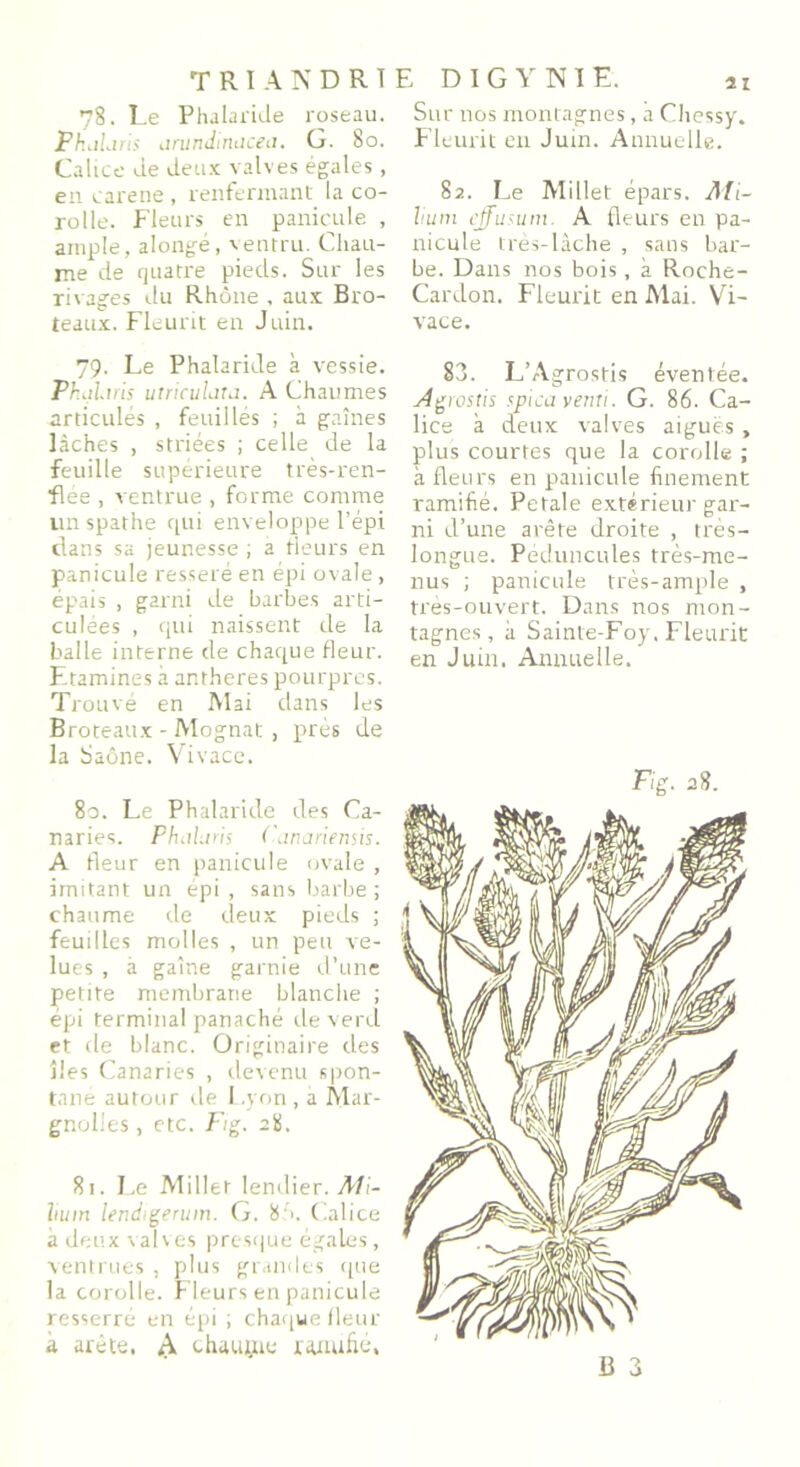 78. Le Phalaride roseau. Phalans iinindmuceu. G. 80. Calice de deux valves égales , en caréné , renfermant la co- rolle. Fleurs en panicule , ample, alongé, ventru. Chau- me de quatre pieds. Sur les rivages du Rhône , aux Bro- teaux. Fleurit en Juin. 79. Le Phalaride à vessie. Ph ali ris utriculdta. A Chaumes articulés , feuillés ; à gaines lâches , striées ; celle de la feuille supérieure très-ren- flée , ventrue , forme comme unspathe qui enveloppe l’épi dans sa jeunesse ; a fleurs en panicule resseré en épi ovale , épais , garni de barbes arti- culées , qui naissent de la balle interne de chaque fleur. Etamines à anthères pourpres. Ti •ouvé en Mai dans les Broteattx - Mognat , près de la Saône. Vivace. 80. Le Phalaride des Ca- naries. Phaluris Canariensis. A fleur en panicule ovale , imitant un épi , sans barbe ; chaume de deux pieds ; feuilles molles , un peu ve- lues , à gaine garnie d’une petite membrane blanche ; épi terminal panaché deverd et de blanc. Originaire des îles Canaries , devenu spon- tané autour de 1 .yon , a Mar- gnolies, etc. Fig. 28. 81. Le Millet lendier. Aîi- îrnin lendigerum. G. 85>. Calice à deux valves presque égales, ventrues, plus grandes que la corolle. Fleurs en panicule resserre en épi ; chaque fleur a arête, chauyte rauufié. Sur nos montagnes, k Chessy. Fleurit en Juin. Annuelle. 82. Le Millet épars. Mi- lium effusum. A fleurs en pa- nicule très-lâche , sans bar- be. Dans nos bois, à Roche- Cardon. Fleurit en Mai. Vi- vace. 83. L’Agrostis éventée. j4grostis spica verni. G. 86. Ca- lice à deux valves aiguës, plus courtes que la corolle ; à fleurs en panicule finement ramifié. Petale extérieur gar- ni d’une arête droite , très- longue. Péduncules très-me- nus ; panicule très-ample , très-ouvert. Dans nos mon- tagnes, k Sainte-Foy. Fleurit en Juin. Annuelle.