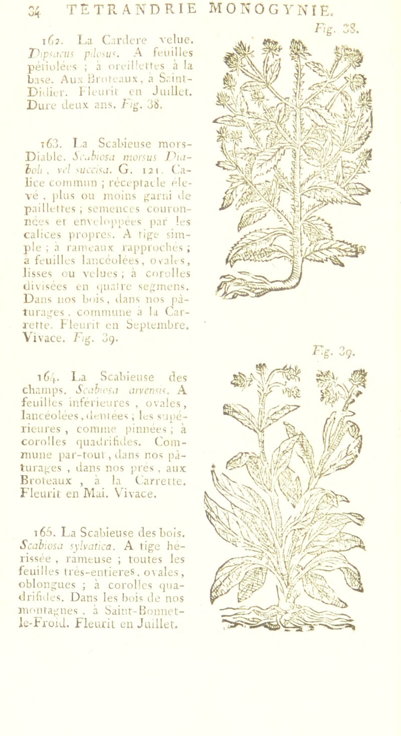 162. La Cardcre velue. Dtphicus pilosua. A feuilles péliolées ; à oreillettes à la base. Aux Brntcaux, à Saint- Didier. Fleurit en Juillet. Dure deux ans. Fig. 38. t63. La Scabieuse mors- Diablc. Si\,biosa morsus J^ia- boh , vi'l succitd. G. m. Ca- lice commun ; réceptacle éle- vé , plus ou moins garni de paillettes ; semences couron- nées et enveloppées par les calices propres. A tige sim- ple ; à rameaux rapprochés ; à feuilles lancéolées, ovales, lisses ou velues ; à corolles divisées en quatre segmens. Dans nos bois, dans nos pâ- turages . commune a la Car- rette. Fleurir en Septembre. Vivace. Fg. 3ç. 164. La Scabieuse des champs. Scabicsa arvensis. A feuilles inférieures , ovales, lancéolées,dentées ; les supé- rieures , comme pinnées ; à corolles quadrifides. Com- mune par-tout, dans nos pâ- turages , dans nos près , aux Broteaux , à la Carrelle. Fleurit en Mai. Vivace. i65. La Scabieuse des bois. Scabiosa sylvatica. A tige hé- rissée , rameuse ; toutes les feuilles très-entieres. ovales, oblongues ; à corolles qua- drifides. Dans les bois de nos montagnes . à Saint-Bomiet- le-Froid. Fleurit en Juillet.