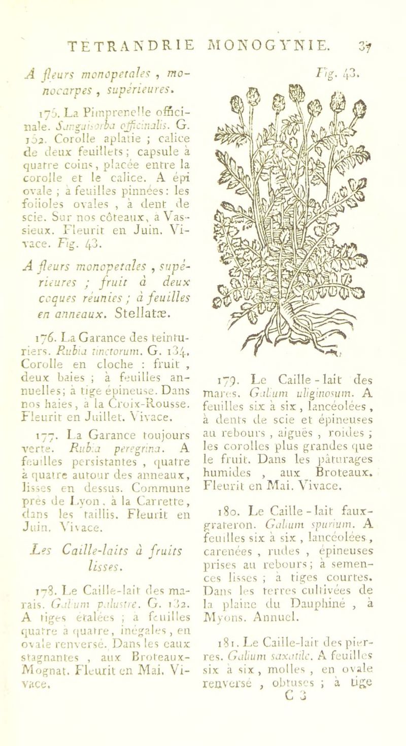 A fleurs moncpetales , mo- nocarpes , supérieures. 175. La Piinprer.cüe offici- nale. Sor.gjhorba ojficnialis. G. jôa. Corolie aplatie ; calice de deux feuillets ; capsule à quatre coins, placée entre la corolle et le calice. A épi ovale ; a feuilles pinnées: les folioles ovales , à dent de scie. Sur nos côteaux, a Vas- sieux. Fleurit en Juin. Vi- vace. Fig. 43- A fleurs monopetalss , supé- rieures ; fruit à deux coques réunies ; à feuilles en anneaux. Stellatre. 176. La Garance des teintu- riers. Rubia tinctorum. G. 134. Corolle en cloche : fruit , deux baies ; à feuilles an- nuelles; à tige épineuse. Dans nos haies, a la Croix-Rousse. Fleurit en Juillet. \ ivace. 177. La Garance toujours verte. Rubia peregrina. A feuilles persistantes , quatre à quatre autour des anneaux, lisses en dessus. Commune près de Lyon, à la Carrette, dans les taillis. Fleurit en Juin, \i\ace. Les Caille-laits à fruits lisses. 178. Le Caille-lait des ma- rais. Gaïum palustre. G. 182. A tiges étalées ; a feuilles quatre a quatre, inégales, en ovale renversé. Dans les eaux stagnantes , aux Broteaux- Mognat. Fleurit en Mai. Vi- vace. Fg. 43. 179. Le Caille-lait des mares. Galium uliginosum. A feuilles six à six , lancéolées , à dents rie scie et épineuses au rebours , aiguës , roides ; les corolles plus grandes que le fruit. Dans les pâturages humides , aux Broteaux. Fleurit en Mai. Vivace. 180. Le Caille-lait faux- grateron. Galium spurium. A feuilles six à six , lancéolées, carénées , rudes , épineuses prises au rebours; à semen- ces lisses ; à tiges courtes. Dans les terres cultivées de la plaine du Dauphiné , à Myons. Annuel. 181. Le Caille-lait' des pier- res. Galium saxatilc. A feuilles six a six , molles , en ovale renversé , obtuses ; à tige C J