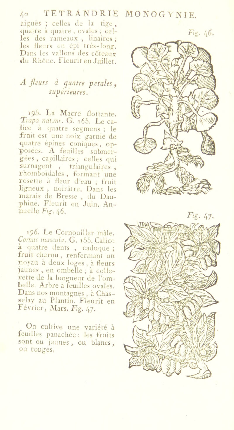 aiguës ; celles de la tige , quatre à quatre , ovales ; cel- les des rameaux , liuaires ; les fleurs en épi très-long. Dans les vallons des côteaux du Rhône. Fleurit en Juillet. A fleurs à quatre petales, supérieures. 195. La Macre flottante. Trapu natans. G. 160. Le ca- lice à quatre segmens ; le fruit est une noix garnie de quatre épines coniques, op- posées. A feuilles submer- gées, capillaires; celles qui surnagent , triangulaires , rhombotdales , formant une rosette à fleur d’eau ; fruit ligneux , noirâtre. Dans les marais de Bresse , du Dau- phiné. Fleurit en Juin. An- nuelle F/g. 46, 19F Le Cornouiller mâle. Cornus mascula. G. i55. Calice à quatre dents , caduque ; fruit charnu , renfermant un noyau à deux loges, à fleurs jaunes , en ombelle ; à colle- rette de la longueur de l’om- belle. Arbre à feuilles ovales. Dans nos montagnes , à Chas- selay au Plantin. Fleurit en Février, Mars. Fig. 47. On cultive une variété à feuilles panachée : les fruits sont ou jaunes, ou blancs, ou rouges,