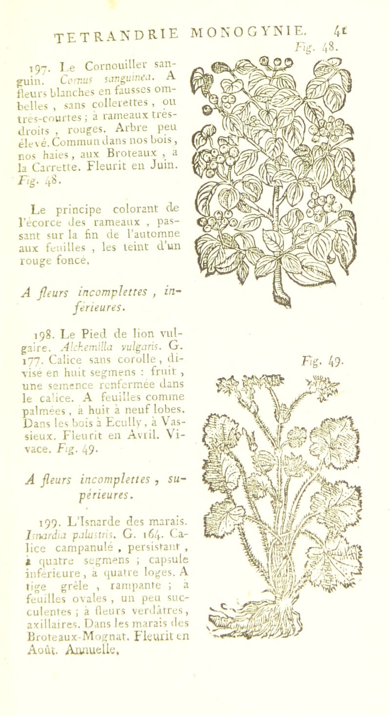 tetra ndrie 197. Le Cornouiller san- guin. Cornus sanguinea. A fleurs blanches en fausses om- belles , sans collerettes , ou très-courtes; à rameauxties- droits , rouges. Arbre peu éle\ é. Commun dans nos bois, nos haies, aux B coteaux , a la Carrette. Fleurit en Juin. Fig- 48- Le principe colorant de l’écorce des rameaux , pas- sant sur la fin de l’automne aux feuilles , les teint d’un rouge fonce. A fleurs incomplettes , in- ferieures. 198. Le Pied de lion vul- gaire. Alchemllla vulgaris. G. 177. Calice sans corolle , di- vise en huit segmens ; fruit , une semence renfermée dans le calice. A feuilles comme palmees, a huit à neuf lobes. Dans les bois à Ecully, à Vas- sieux. Fleurit en Avril. Vi- vace. Fig. 49. A fleurs incomplettes , su- périeures. 199. L’Isnarde des marais. Isnardia palusiris. G. 164. Ca- lice campanule , persistant , a quatre segmens ; capsule inférieure, a quatre loges. A tige grêle , rampante ; à feuilles ovales , un peu suc- culentes ; à fleurs verdâtres, axillaires. Dans les marais des Broteaux-Mognat. Fleurit en Août. Annuelle, Fig. 49-