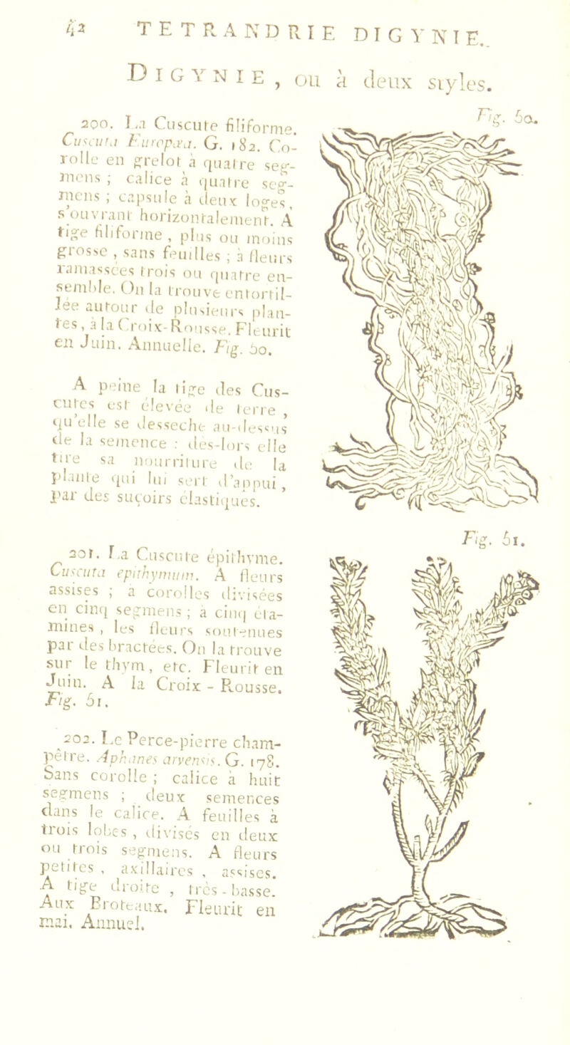 D I G Y N I e , ou à deux styles. 200. La Cuscute filiforme. Cusaitd EurOptra. G. 182. Co- rolle en grelot à quatre seg- mens ; calice à quatre seg- riiens ; capsule à deux loges, s ouvrant horizontalement. A tige filiforme , plus ou moins grosse , sans feuilles ; 3 fleurs 1 amassées trois ou quatre en- semble. O11 la trouve entortil- lée autour de plusieurs plan- tes , à la Croix- Rousse. Fleurit en Juin. Annuelle. Fig. 60. A peine la tige des Cus- cutes est élevée de terre , quelle se dessechc- au-dessus de la semence : dès-lors elle tire sa nourriture de la plante qui lui sert d’appui, l'ar des suçoirs élastiques. 20t. La Cuscute épithvme. Lusana epithymum. A fleurs assises ] 3 corolles divisées en cinq sepmens ; a cinq exa- mines , les fleurs souienues par des bractées. On la trouve sur le thym, etc. Fleurit en Juin. A la Croix - P^ousse. Fig. 5i. _202. Le Perce-pierre cham- pêtre. Ap’mines aryens. G. 178. Sans corolle ; calice à huit segmens ; deux semences dans le calice. A feuilles à trois lobes, divisés en deux ou trois segmens. A fleurs petites , axillaires , assises. A tige droite , très - basse.’ Aux Brortaux. Fleurit en niai. Annuel.