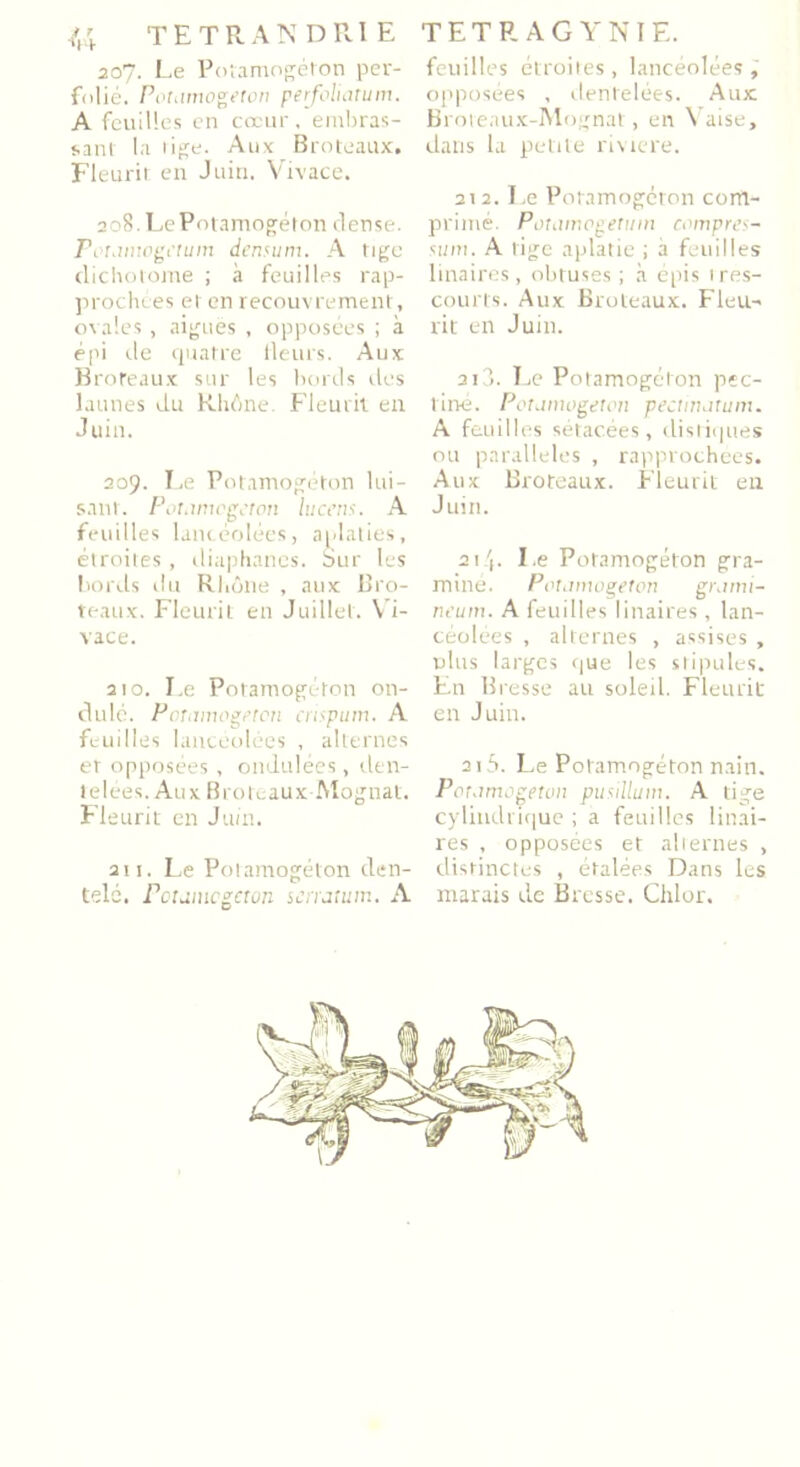 207. Le Potamogéton per- folié. Potamogéton perfoliatum. A feuilles en cœur , embras- sant la tige. Aux Broteaux. Fleurit en Juin. Vivace. 208. LePotamogéton rlense. Potanwgctuin densum. A tige dichotome ; à feuilles rap- prochées et en recouvrement, ovales, aiguës , opposées ; à épi cle quatre fleurs. Aux Broteaux sur les bords des laitues du Rhône. Fleurit en Juin. 209. Le Potamogéton lui- sant. Potamogéton lucens. A feuilles lancéolées, aplaties, étroites , diaphanes. Sur les bords du Rhône , aux Bro- teaux. Fleurit en Juillet. Vi- vace. 2to. Le Potamogéton on- dulé. Potamogéton cnspum. A feuilles lancéolées , alternes et opposées , ondulées, den- telées. Aux Brofeaux-Mognat. Fl eu rit en Juin. 211. Le Potamogéton den- telé. Potamogéton serratum. A feuilles étroites , lancéolées, opposées , dentelées. Aux Broleaux-Mognat, en Vaise, dans la petite riviere. 212. Le Potamogéton com- primé. Potamogetum compres- sant. A lige aplatie ; a feuilles linaires, obtuses ; à épis très- courts. Aux Broteaux. Fleu- rit en Juin. 213. Le Potamogéton pec- tine. Potamogéton pectmatum. A feuilles sétac.ées, distiques ou parallèles , rapprochées. Aux Broteaux. Fleurit en Juin. 2i 4. Le Potamogéton gra- miné. Potamogéton grami- neum. A feuilles linaires , lan- céolées , alternes , assises , ülns larges que les stipules. En Bresse au soleil. Fleurit en Juin. 215. Le Potamogéton nain. Potamogéton pusillum. A tige cylindrique ; a feuilles linai- res , opposées et alternes , distinctes , étalées Dans les marais de Bresse. Chlor.