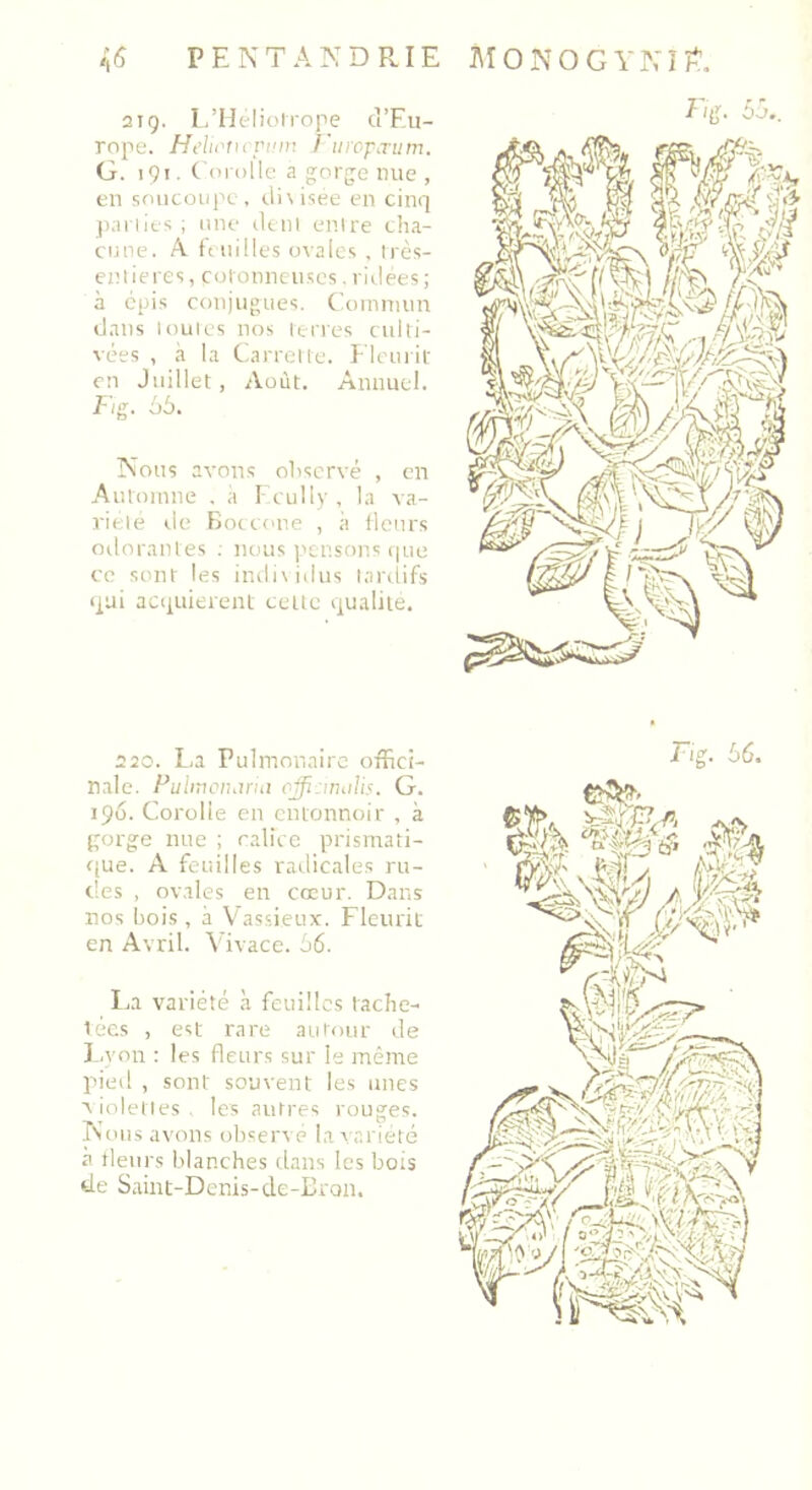 219. L’Héliotrope d’Eu- rope. Helictrcpum l'iiropcrum. G. j 91. Corolle a gorge nue , en soucoupe, disisée en cinq parties ; une dent entre cha- cune. A feuilles ovales, très- enlieres, cotonneuses.ridées; à épis conjugues. Commun dans l oui es nos terres culti- vées , à la Canette. Fleurit en Juillet, Août. Annuel. Fig. 65. Nous avons observé , en Automne , à Ecully, la va- riété de Eoccone , à fleurs odorantes : nous pensons que ce sont les individus tardifs qui acquièrent celte qualité. 220. La Pulmonaire offici- nale. Pulmoiiiiriii offisimilis. G. 196. Corolle en entonnoir , à gorge nue ; calice prismati- que. A feuilles radicales ru- des , ovales en cœur. Dans nos bois, à Vassieux. Fleurit en Avril. Vivace. 56. La variété à feuilles tache- tées , est rare autour de Lyon : les fleurs sur le même pied , sont souvent les unes violettes les autres rouges. Nous avons observé la variété à fleurs blanches dans les bois de Saint-Denis-de-Eron.