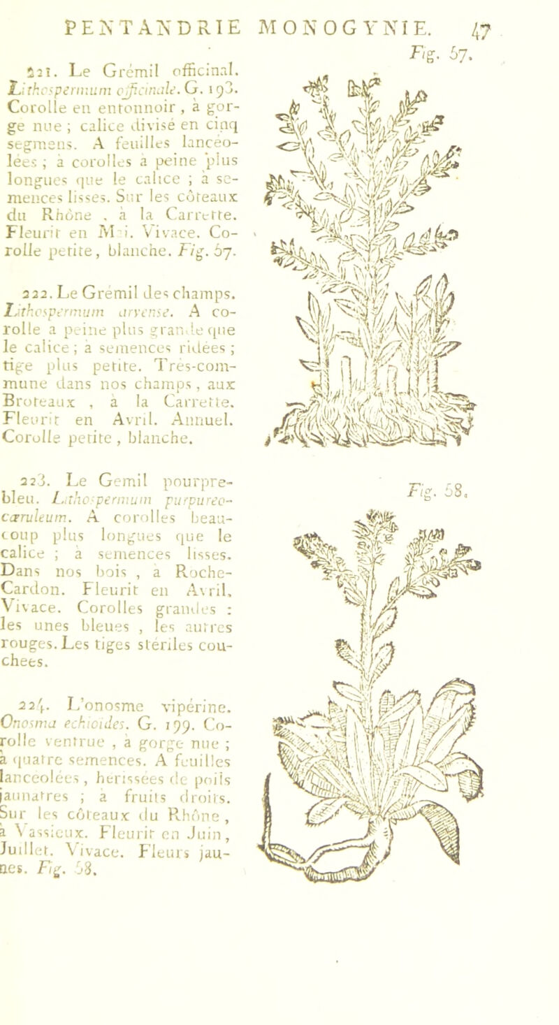 S2î. Le Grémil officinal. L.ithcsperinum officinale. G. 19J. Corolle en entonnoir , a gor- ge nue ; calice divisé en cinq segmens. A feuilles lancéo- lées ; a corolles a peine plus longues que le calice ; à se- mences lisses. Sur les coteaux du Rhône . à la Carrette. Fleurir en M i. Vivace. Co- rolle petite, blanche. Fig. Ô7. 222. Le Gremil des champs. iJthespermum arvense. A co- rolle a peine plus grande que le calice ; a semences ridées ; tige plus petite. Tres-com- mune dans nos champs, aux Broteaux , a la Carrette. Fleurit en Avril. Annuel. Corolle petite, blanche. 22.3. Le Gémit pourpre- bleu. Latho-permum purpureo- cctTuleum. A corolles beau- coup plus longues que le calice ; a semences lisses. Dans nos bois , a Roche- Cardon. Fleurit en Avril. Vivace. Corolles grandes : les unes bleues , les autres rouges. Les tiges stériles cou- chées. 224. L’onosme vipérine. Onosma eckioides. G. :)). Co- rolle ventrue , à gorge nue ; a quatre semences. A feuilles lancéolées, hérissées de poils jaunâtres ; a fruits droits. Sur les coteaux du Rhône, a Yassieux. Fleurir en Juin, Judlet. Vivace. Fleurs jau- nes. Fig. 58.