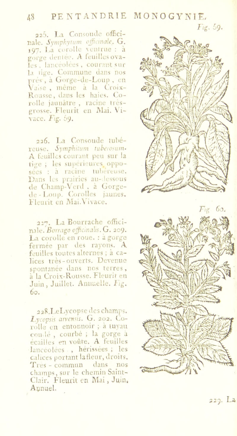 225. La Consolide offici- nale. Symphynmi officinale, G. 197. I ,â corolle ventrue : à gorge dentee. A feuilles ova- les , lancéolées, courant sur la lige. Commune dans nos prés , à Gorge-de-Loup , en Valse , même à la Croix- Rousse, dans les haies. Co- rolle jaunâtre , racine très- grosse. Fleurit en Mai. Vi- vace. Fig. ôy. 226. La Consolide tubé- reuse. Symphiîum tubecosum• A feuilles courant peu sur la tige ; les supérieures, oppo- sées : à racine tubéreuse. Dans les prairies au-dessous de Champ-Verd . à Gorge- de-Loup. Corolles jaunes. Fleurit en Mai.Y ivace. 2:7. La Bourrache offici- nale. Borrago cjfficinalis. G. 209. La corolle en roue. : à gorge fermée par des rayons. A feuilles toutes alternes ; à ca- lices très-ouverts. Devenue spontanée dans nos terres, à la Croix-Rousse. Fleurit en Juin, Juillet. Annuelle. Fig. 60. 228.LeLycopse des champs. L.ycopsis arvensis. G. 202. Co- rolle en entonnoir ; à tuyau coudé , courbé ; la gorge a écailles en voûte. A feuilles lancéolées , hérissées ; les calices portantlafleur, droits. Très - commun dans nos champs, sur le chemin Saint- Clair. Fleurit en Mai, Juin, Annuel. Fig. 59. F/g 60.