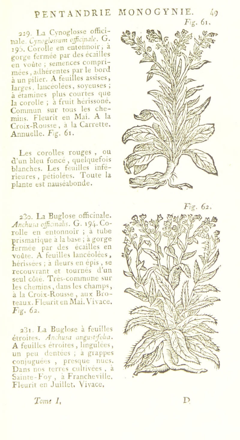 329. La Cynoglosse offici- nale. Cynoglossuni officinale. G. 19^. Corolle en entonnoir , a gorge fermée par des écailles en voûte ; semences compii- mées, adhérentes par le bord à un pilier. A feuilles assises, larges, lancéolées, soyeuses ; à étamines plus courtes que la corolle ; à fruit herissoné. Commun sur tous les che- mins. Fleurit en Mai. A la Croix-Rousse, a la Canette, Annuelle. Fig. 61. Les corolles rouges , ou d’un bleu foncé , quelquefois blanches. Les feuilles infé- rieures , pétiolèes. Toute la plante est nauséabonde. 2Z0. La Buglose officinale. j4nchusa officinale. G. 194. Co- rolle en entonnoir ; a tube prismatique a la base ; à gorge fermee par des écailles en voûte. A feuilles lancéolées, herissees ; a fleurs en épis ,, se recouvrant et tournés d un seul côte. Très-commune sur les chemins, dans les champs, a la Croix-Rousse , aux Bro- teaux. Fleurit en Mai. \ ivace, Fig. 62. a3t La Buglose à feuilles étroites. An.chu sa angust folia. A feuilles étroites, lingulées, un peu dentées ; a grappes conjuguées , presque nues. Dans nos terres cultivées , à Sainte-F’oy, a Francheviile. Fleurit en Juillet. Vivace. Fig. 61.