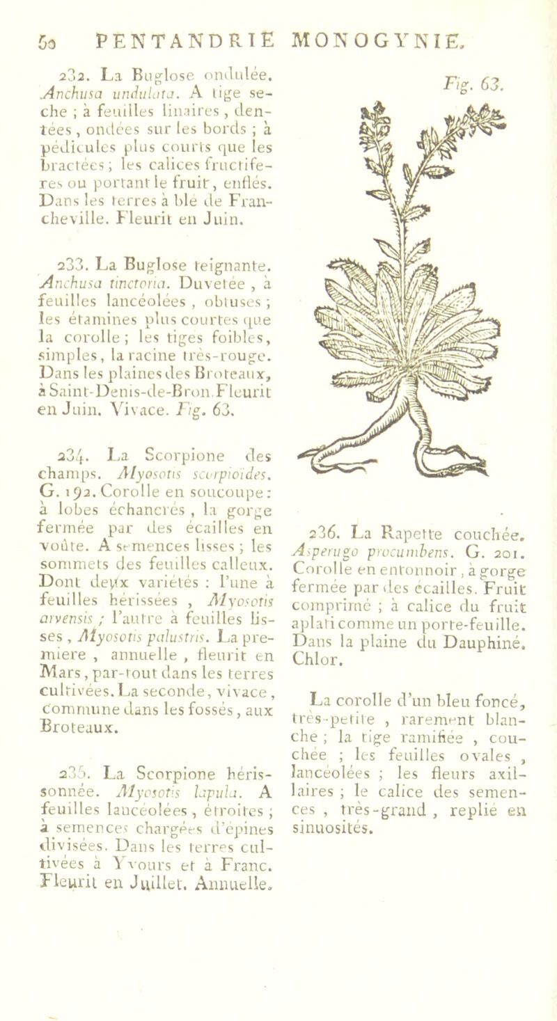 2?>2. La Buglose ondulée. Anchusa undulata. A lige sé- ché ; à feuilles linaires, den- tées , ondées sur les bords ; à pédicules plus courts que les bractées ; les calices fructifè- res ou portant le fruit, enflés. Dans les terres à blé de Fran- cheville. Fleurit en Juin. 233. La Buglose teignante. Anchusa tinctoria. Duvetée , à feuilles lancéolées , obtuses ; les étamines plus courtes que la corolle; les tiges foibles, simples, la racine très-rouge. Dans les plaines des Broteaux, à Saint-Denis-de-Bron Fleurit en Juin. Vivace. Fig. 63. 234. La Scorpione des champs. Alyosotis scorpioides. G. 192.Corolle en soucoupe: à lobes échancrés , la gorge fermée par des écailles en voûte. A semences lisses ; les sommets des feuilles calleux. Dont depx variétés : l’une à feuilles hérissées , Alyosotis arvensis ; l’autre a feuilles lis- ses , Alyosotis palustris. La pre- mière , annuelle , fleurit en ÏVîars, par-tout dans les terres cultivées.La seconde, vivace, commune clans les fossés, aux Broteaux. a35. La Scorpione héris- sonnée. Alyosotis hpula. A feuilles lancéolées, étroites ; à semences chargées d’épines divisées. Dans les terres cul- tivées à 1 c ours et à Franc. Fleurit en Juillet. Annuelle, Fig. 63. 236. La Rapette couchée. Asperugo prucumbens. G. 201. Corolle en entonnoir, à gorge fermée par des écaillés. Fruit comprimé ; à calice du fruit aplati comme un porte-feuille. Dans la plaine du Dauphiné. Chlor. La corolle d’un bleu foncé, très-petite , rarement blan- che ; la tige ramifiée , cou- chée ; les feuilles ovales , lancéolées ; les fleurs axil- laires ; le calice des semen- ces , très-grand , replie en sinuosités.