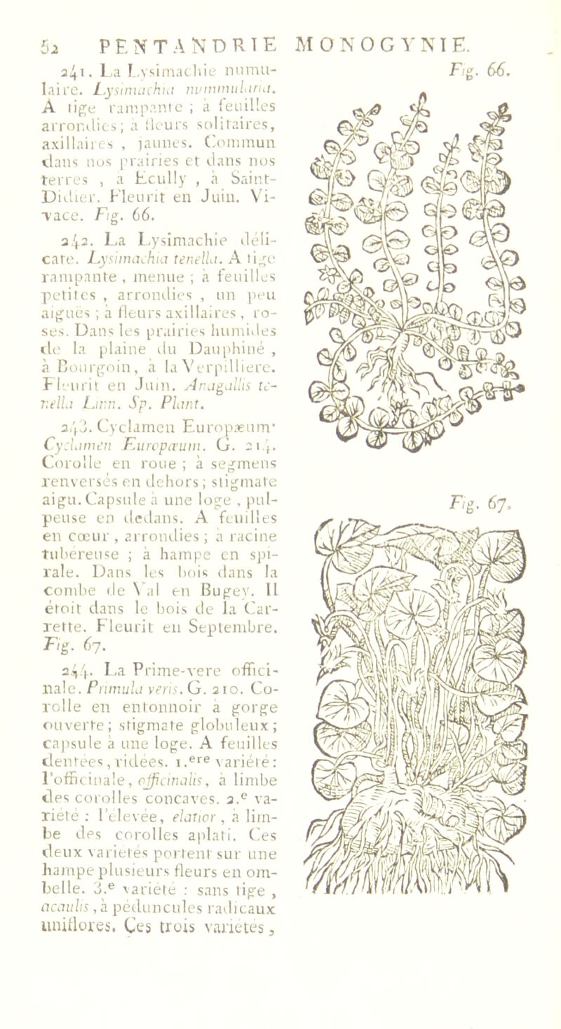 laire. L.yslmachut iwnvnularia. À lige rampante ; à feuilles arrondies; à fleurs solitaires, axillaires , jaunes. Commun dans nos prairies et dans nos terres , a Ecully , à Saint- Didier. Fleurit en Juin. Vi- vace. Fig. 66. a/f2. La Lysimachie déli- cate. Lysimachia tenelLi. A lige rampante , menue ; à feuilles petites , arrondies , un peu aiguës ; à fleurs axillaires, ro- ses. Dans les prairies humides de la plaine du Dauphiné , à Bourgoin, à laVerpilliere. Fleurit en Juin. Anagallis tc~ r.ella L.um. Sp. Plant. 3,'f3. Cyclamen Europæunr Cyclamen Europœum. G. 2 4. Corolle en roue ; à segmens renversés en dehors ; stigmate aigu. Capsule à une loge , pul- peuse en dedans. A feuilles en cœur , arrondies ; à racine tubéreuse ; à hampe en spi- rale. Dans les bois dans la combe de \ al en Bugev. 11 étoit dans le bois de la Car- rette. Fleurit en Septembre. F/g. 67. 24/f La Prime-vere offici- nale. Primula veris. G. 210. Co- rolle en entonnoir a gorge ouverte; stigmate globuleux; capsule à une loge. A feuilles denrées,ridées. i.ere variété: l’officinale, efficinalis, à limbe des corolles concaves. a.e va- riété : l’élevée, elatior , à lim- be des corolles aplati. Ces deux variétés portent sur une hampe plusieurs fleurs en om- belle. 3.e variété : sans tige , acaulis, à pédoncules radicaux uniüores. Ces trois variétés,