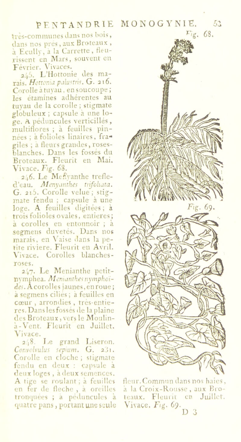 très-communes dans nos bois, dans nos près, aux Broteaux , à Ecully, a la Carretre, fleu- rissent en Mars, souvent en Février. Vivaces. a.t5. L’Hottonie des ma- rais. Ho t renui p Jus tris. G. 216. Corolle à tuyau, en soucoupe ; les étamines adhérentes au tuyau de la corolle ; stigmate globuleux ; capsule à une lo- ge. A pédoncules verticillés, multiflores ; à feuilles pin- nées ; a folioles linaires, fra- giles ; à fleurs grandes, roses- blanches. Dans les fossés du Broteaux. Fleurit en Mai. Vivace. Fig. 63. 2^6. Le Meffyanthe trefle- cl’eau. Monyanîhes trifoluta. G. 21.5. Corolle velue; stig- mate fendu ; capsule à une loge. A feuilles digitées ; à trois folioles ovales, entières ; à corolles en entonnoir ; à segmens duvetés. Dans nos marais, en Yaise dans la pe- tite riviere. Fleurit en Avril. Vivace. Corolles blanches - roses. 247. Le Menianthe petit- nymphea. Memunthei nymphoi- dri.Âcorolles jaunes,enroue; à segmens ciliés ; a feuilles en cœur , arrondies, très-entie- res. Danslesfossés de la plaine des Broteaux, vers le Moulin- à-Vent. Fleurit en Juillet. Vivace. 2(8. Le grand Liseron. Corvolvulus sepium. G. 2'ji. Corolle en cloche ; stigmate fendu en deux : capsule a deux loges, à deux semences. A tige se roulant ; à feuilles en fer de fléché , à oreilles tronquées ; a péduncules à quatre pans, portant une seule Fg. 63. fleur.Commun dans nos haies, à la Croix-Rousse, aux Bro- teaux. Fleurit en Juillet. Vivace, F/g. 69. D ü