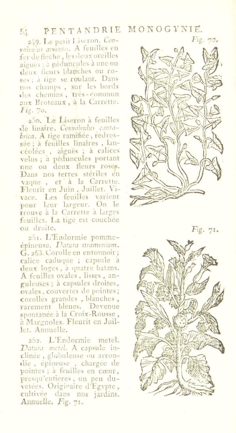 2 (9- Le peni 1 .iseron. Cun- volvu'ius arvenïis. A feuilles en fer de fléché, If s deux oreilles aiguës ; à péduncules à une ou deux fleurs blanches ou ro- ses ; à lige se roulant. Dans nos champs , sur les bords des chemins, très-commun aux Brotcaux, à la Carrelle. a5o. Le Liseron à feuilles de iinaire. Couvolvuhn cantci- Irica. A tige ramifiée, redres- sée ; à feuilles linaires , lan- céolées , aiguës ; à calices velus ; à péduncules portant Dans nos terres stériles en vaque , et à la Garrette. vace. Les feuilles varient pour leur largeur. On le trouve à la Carretre à larges feuilles. La tige est couchée ou droite. 2.51. L’Endormie pomme- épineuse. Datura stramonium. G. 260- Corolle en entonnoir ; calice caduque ; capsule à deux loges, à quatre batans. A feuilles ovales, lisses, an- gu leuses ; à capsules droites, ovales, couvertes de pointes; corolles grandes , blanches , rarement bleues. Devenue spontanée à la Croix-Rousse , à Margnoles. Fleurit en Juil- let. Annuelle. 262. L’Endormie metel. Datura merci. A capsule in- clinée , globuleuse ou arron- die , épineuse , chargée de pointes ; à feuilles en cœur, presqu’entieres, un peu du- vetées. Originaire d’Egypte, cultivée dans nos jardins. Annuelle. Fig. 71. M O N O G V KI E.