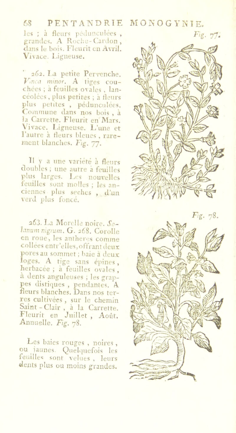 îcs ; à fleurs péclunculées , grandes. A Roche-Cardon , dans le bois. Fleurit en Avril. Vivace. Ligneuse. 262. La petite Pervenche. Vinca minor. A tiges cou- chées ; à feuilles ovales, lan- céolées, plus petites ; à fleurs plus petites , pédunculées. Commune dans nos bois , à la Carrette. Fleurit en Mars. Vivace. Ligneuse. L’une et l’autre à fleurs bleues , rare- ment blanches. Fig. 77. Il y a une variété à fleurs doubles ; une autre a feuilles plus larges. Les nouvelles feuilles sont molles ; les an- ciennes plus sèches , d'un verd plus foncé. 263. La Morelle noire. So- lanum rigrum. G. 268. Corolle en roue, les anthères comme collées entr'elles, offrant deux pores au sommet ; baie a deux loges. A tige sans épines, herbacée ; à feuilles ovales , à dents anguleuses ; les grap- pes distiques , pendantes. A fleurs blanches. Dans nos ter- res cultivées , sur le chemin Saint - Clair , à la Carrette. Fleurit en Juillet , Août. Annuelle. Fig. 78. Les baies rouges , noires, ou iaunes. Quelquefois les feuilles sont velues , leurs dents plus ou moins grandes. F'ë- 77- OO