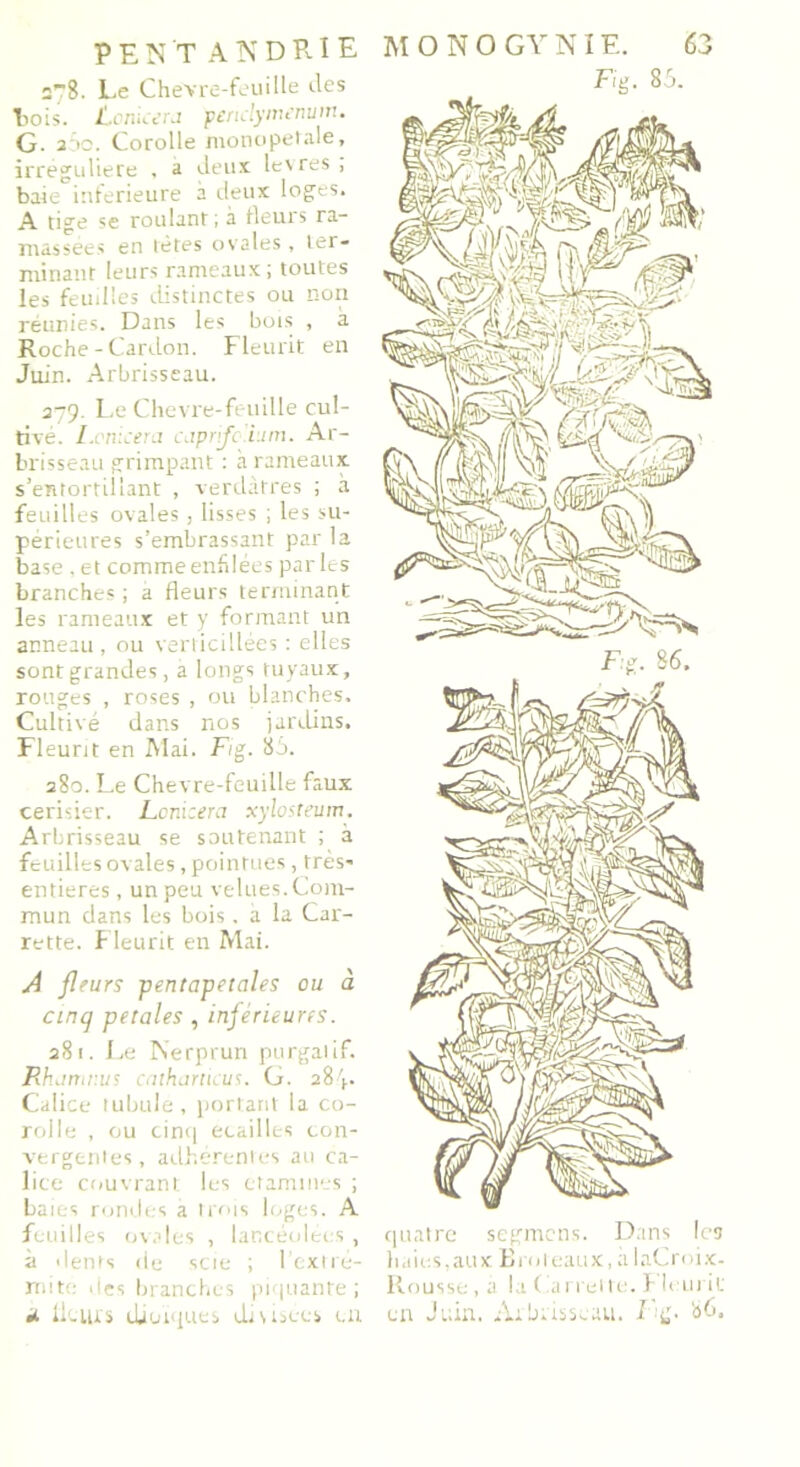 2~B. Le Chevre-feuille des Fois. lionieera periclytnenum. G. 200. Corolle monopefale, irregullere , a deux levres , baie inferieure à deux loges. A tige se roulant; à fleurs ra- massées en lètes ovales , ter- minant leurs rameaux; toutes les feuilles distinctes ou non réunies. Dans les bois , a Roche-Cardon. Fleurit en Juin. Arbrisseau. 379. Le Chevre-feuille cul- tivé. I.cnicera caprifc.um. Ar- brisseau grimpant : à rameaux, s’entortillant , verdâtres ; à feuilles ovales , lisses ; les su- périeures s’embrassant par la base , et comme enhlées par les branches ; a fleurs terminant les rameaux et y formant un anneau, ou verlicillées : elles sont grandes, a longs tuyaux, rouges , roses , ou blanches. Cultivé dans nos jardins. Fleurit en Mai. Fig. 86. 280. Le Chevre-feuille faux cerisier. Lonicera xylosteum. Arbrisseau se soutenant ; à feuilles ovales, pointues, très* entières, un peu velues. Com- mun dans les bois. a la Car- rette. Fleurit en Mai. A fleurs pentapetales ou à cinq petales , inférieures. 281. Le Nerprun purgatif. Rhamnus cntharticus. G. 284* Calice tubulë , portant la co- rolle , ou cinq écaillés con- vergentes , adhérentes au ca- lice couvrant les étamines ; baies rondes a trois loges. A feuilles ovales , lancéolées , à dents de scie ; l’extré- mite îles branches piquante; d licurs cliniques divisées en Fig. 86. quatre segmens. Dans les haies,aux Bi nteaux, alaCroix- Rousse , a la Carrelle, b lcurit en Juin. Arbrisseau. Fig. 86.
