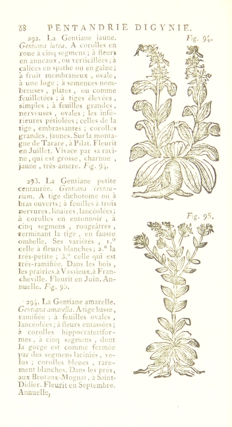 '68 PENTANDRIE digynie. 292. La Genliane jaune. Gentiana lui eu. A corolles en roue à cinq segmens ; à fleurs en anneaux, ou verliciliées ; à calices en spathe ou en gaine ; à fruit membraneux , ovale, à une loge ; à semences nom- breuses , plates , ou comme feuilletées ; à tiges élecées, simples ; à feuilles grandes , nerveuses , ovales ; les infé- rieures pétiolées ; celles tic la l ige , embrassantes ; corolles grandes, jaunes. Sur la monta- gne de Tarare, à Pilât. Fleurit en Juillet. Vivace par sa raci- ne, qui est grosse, charnue , jaune , très-amere. F/g. 94- 293. La Gentiane petite centaurée. Gentiana centuu- rium. A tige dichotome ou à bras ouverts; à feuilles à trois nervures. linaires, lancéolées; à corolles en entonnoir , à cinq segmens , rougeâtres , •terminant la tige , en fausse ombelle. Ses variétés , 1.® celle à fleurs blanches; 2.0 la très-petite ; 3.° celle qui est très-ramifiée. Dans les bois, les prairies,à Vassieux,à Fran- cheville. Fleurit en Juin. An- nuelle. F/g. 90. 294. La Gentiane amarelle. Gentiana amarélla. Atige basse, ramifiée ; à feuilles ovales , lancéolées ; à fleurs entassées ; à corolles hippocraterifor- mes , à cinq segmens , dont la gorge est comme fermée par des segmens laciniés, ve- lus ; corolles bleues , rare- ment blanches. Dans les prés, aux Brotaux-Mognat, a Saint- Didier. Fleurit en Septembre. Annuelle,