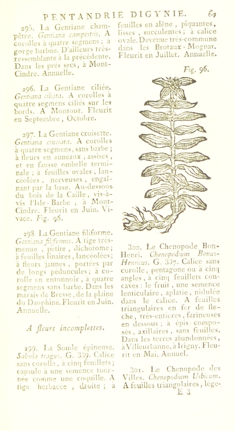 295. I ,a Gentiane cham- pêtre. Ger.riana campestris. A corolles à quatre segmens ; a gorge barbue. D ailleurs ties- resse mblante à la précédente. Dans les prés secs, à Mont- Cindre. Annuelle. 296. La Gentiane ciliée. Genticma ciluta. A corolles à quatre segmens ciliés sur les bords. A Monfout. Fleurit en Septembre, Octobre. 297. La Gentiane croisette. Gentiana cruaata. A corolles à quatre segmens, sans barbe ; a tleurs en anneaux , assises , et en fausse ombelle termi- nale ; a feuilles ovales , lan- céolées , nerveuses , engai- nant par la base. Au-dessous- du bois de la Caille, vis-à- vis l’isle-Barbe , à Mont- Cindre. Fleurit en Juin. \ i- vace. Fig. 96. 298 La Gentiane filiforme. Gentiana fil'furmis. A tige très- menue , petite , dichotome ; à feuilles linaires, lancéolées; à fleurs jaunes , portées par de longs peduncules ; à co- rolle en entonnoir , a quatre segmens sans barbe. Dans les marais de Bresse, de la plaine du Dauphiné. Fleurit en Juin. Annuelle. A fleurs incomplettes. 299. La Soude épineuse. Siibohi tr.igus. G. 339. Calice sans corolle, à cinq feuillets ; capsule a une semence tour- née comme une coquille. A tige herbacée , droite ; a E D I G Y N I E. Ci feuilles en alêne , piquantes, lisses , succulentes ; à calice ovale. Devenue très-commune dans les Brotaux - Mognar. Fleurit en Juillet. Annuelle. Fig. 96. 300. Le Chenopode Bon- Henri. Chenopodium Bonus- Hcnricus. G. 0J7. Calice sans corolle, pentagone ou à cinq angles, à cinq feuillets con- caves : le fruit, une semence lenticulaire, aplatie, nidulée dans le calice. A feuilles triangulaires en fer de flé- ché , très-enticres, farineuses en dessous ; a épis compo- sés , axillaires , sans feuilles. Dans les terres abandonnées, à Villeurbanne, àlriguy. Fleu- rit en Mai. Annuel. 301. Fe Chenopode des Villes. Chenopodium Urbicum. A feuilles triangulaires, lege- E d.