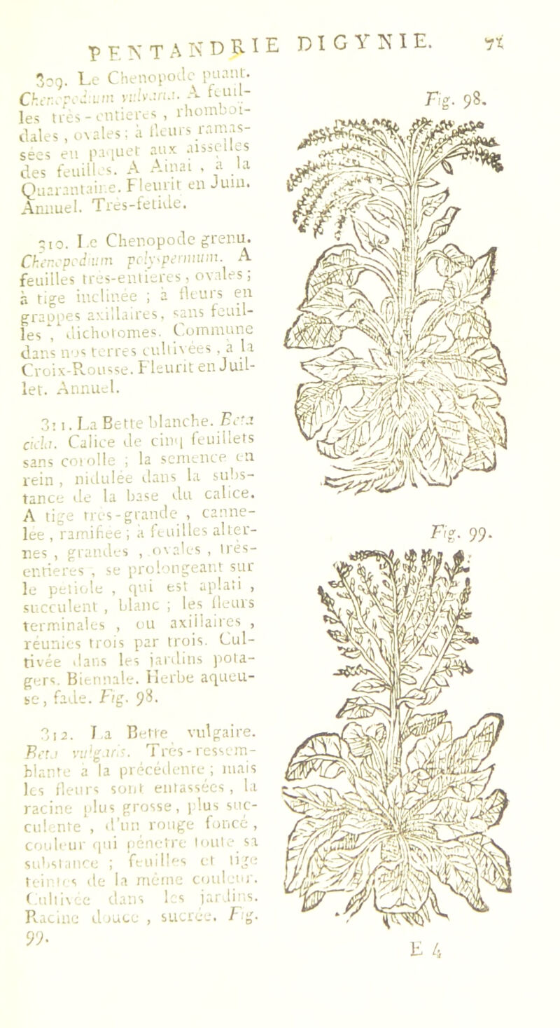 eentandjj.ie Soo. Le Chenopodc puant. Ckerïpcd'.um vulv.uu. A feuil- les très - entières , rhomboi- dales , ovales; à fleurs ramas- sées eu paquet aux aisselles des feuilles. A Amai , a la Quarantaine. Fleurit en Juin. Annuel. Très-fétide. ;io. Le Chenopode grenu. Ckcncpcdium pclyipennum. A feuilles très-entieres, ovales; à tige inclinée ; a fleurs en graopes axillaires, sans feuil- les ‘  dichotomes. Commune dans nos terres cultivées, à la Croix-Rousse. Fleurit en Juil- let. Annuel. 3:1. La Bette blanche. Fera cich. Calice de cinq feuillets sans corolle ; la semence en rein , nidulée dans la subs- tance île la base du calice. A tige très-grande , canne- lée , ramifiée ; à feuilles alter- nes , grandes , ovales , irès- entieres , se prolongeant sur le petiole , qui est aplati , succulent, blanc ; les fleurs terminales , ou axillaires , réunies trois par trois. Cul- tivée dans les jardins pota- gers. Biennale. Herbe aqueu- se , fade. Fig. 9^- 312. La Bette vulgaire. P, et j vu1.g-iris. Très-ressem- blante a la précédente ; mais les fleurs sont entassées, la racine plus grosse, plus suc- culente , d’un rouge fonce, couleur qui pénétré toute, sa substance ; feuilles et tige teintes de la même couleur. Cultivée dans les jardins. Racine douce , sucrée, F:g. 99- D 1 G Y N I E. «rf