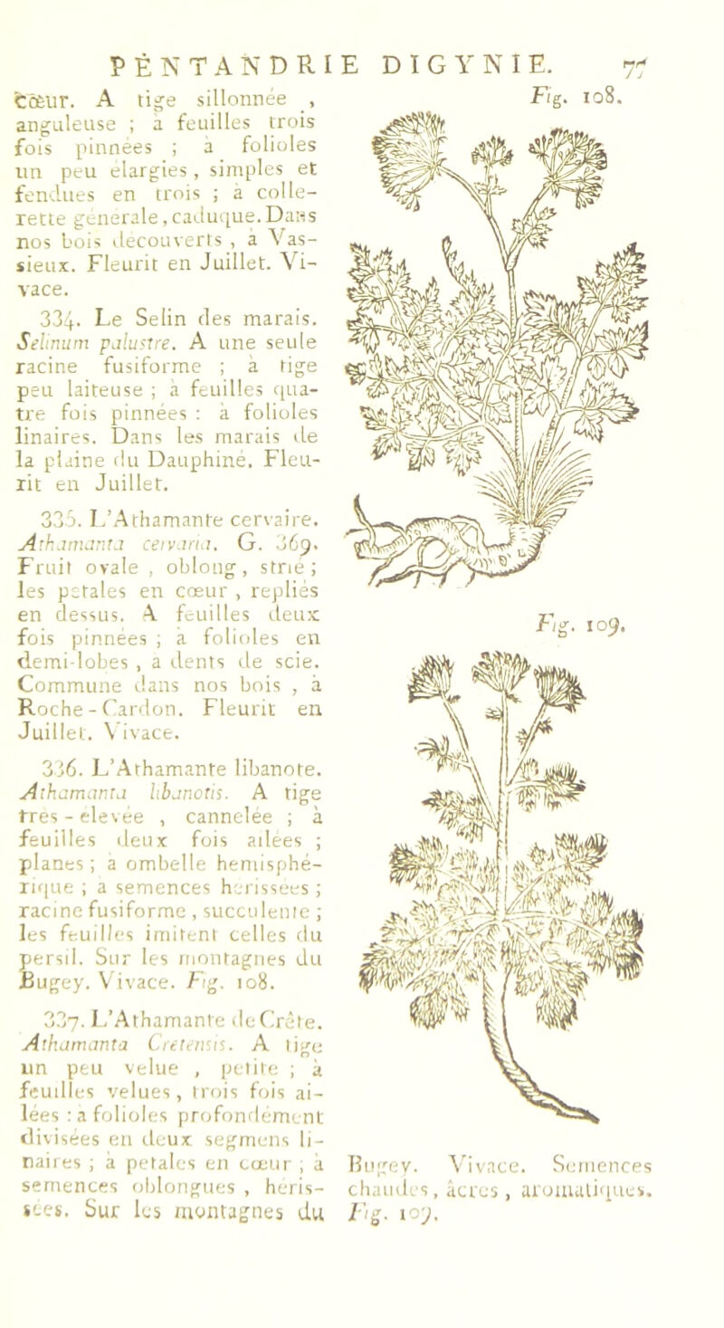 fccÊlir. A tige sillonnée anguleuse ; a feuilles trois fois pinnées ; à folioles un peu élargies , simples et fendues en trois ; à colle- rette générale, caduque. Dans nos bois découverts , à Vas- sieux. Fleurit en Juillet. Vi- vace. 334. Le Selin des marais. Selinum palustre. A une seule racine fusiforme ; à tige peu laiteuse ; à feuilles qua- tre fois pinnées : à folioles linaires. Dans les marais de la plaine du Dauphiné. Fleu- rit en Juillet. 336. L’Athamante libanote. Athamarta hbanotis. A tige très - elevée , cannelée ; à feuilles deux fois adées ; planes ; a ombelle hémisphé- rique ; a semences hérissées ; racine fusiforme , succulente ; les feuilles imitent celles du persil. Sur les montagnes du Bugey. Vivace. Fig. 108. 33 3. LAthamante cervaire. Athamanta ceivarta. G. 069. Fruit ovale , oblong, strie; les pstales en cœur , repliés en dessus. A feuilles deux fois pinnées ; à folioles en demi lobes, a dents de scie. Commune dans nos bois , à Roche - Cardon. Fleurit en Juillet. Vivace. Fg. 109. 337. L’Athamante de Crète. Athamanta Cretensis. A tige un peu velue , petite ; à feudîes velues, trois fois ai- lées : a folioles profondément divisées en deux segmens li- naires ; à pétales en cœur , à semences oblongues , héris- sées. Sur les montagnes du Bugey. Vivace. Semences chaudes, âcres , aromatiques. F g. 109.