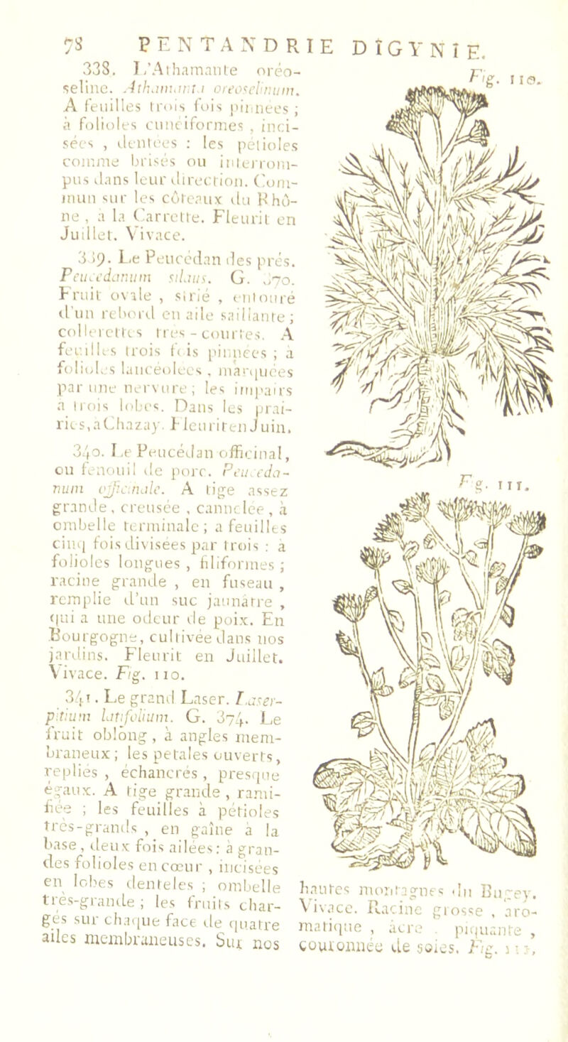 338. I,’Allumante oréo- seline. AthanumtJ oreoscbmnn. A feuilles trois fois pinnées ; à folioles cunéiformes , inci- sées , dentées : les pétioles comme brisés ou interrom- pus dans leur direction. Com- mun sur les coteaux du Rhô- ne , a la Carrette. Fleurit en Juillet. Vivace. 339. Le Peuccdan des prés. Peucedanum stLuis. G. Fruit ovale , strié , entouré d’un rebord en aile saillante; collerettes très - courtes. A feui 11 es trois L is pinnées ; a folioles lancéolées, marquées par une nervure ; tes impairs à trois lobes. Dans les prai- ries, aChazay. FieuritenJuin. 3/fo. Le Peucédan officinal, ou fenouil de porc. P eue da- num ojfiamile. A tige assez grande, creusée , cannelée , à ombelle terminale; a feuilles cinq fois divisées par trois : a folioles longues, filiformes; racine grande , en fuseau , remplie d’un suc jaunâtre , qui a une odeur rie poix. En Bourgogne, cultivée dans nos jardins. Fleurit en Juillet. Vivace. F/g. 110. 34i • Le grand Laser. Laser- pitium latifolium. G. 374. Le fruit oblông, à angles mem- braneux ; les petales ouverts, repliés , échancrés , presque égaux. A tige grande, rami- fiée ; les feuilles à pétioles très-grands , en gaîne a la base, deux fois ailées: à gran- des folioles en cœur , incisées en lobes denteles ; ombelle très-grande ; les fruits char- ges sur chaque face rie quatre ailes membraneuses. Sur nos hautes montagnes du Bu frey. Vivace. Racine grosse , aro- matique , acre piquante , couronnée de soi es. Fig. 1 • - ,