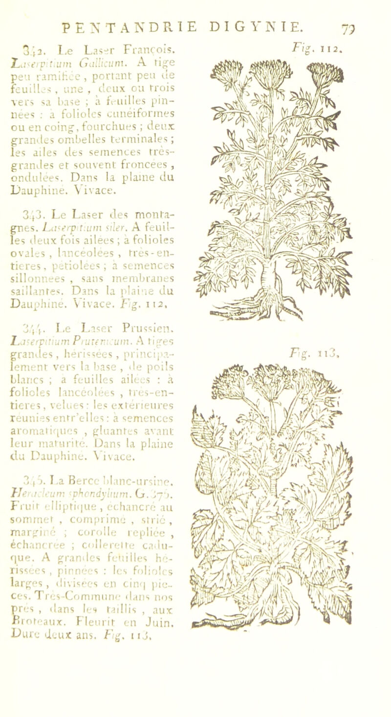 Z.j<erp/hum Gailicum. A tige peu ramifiée , portant peu rie feuilles , une , deux ou trois a ers sa base ; à feuilles pin- nees : a folioles cunéiformes ou en coing', fourchues ; deux grandes ombelles terminales ; grandes et souvent froncées , ondulées. Dans la plaine du Dauphiné. Vivace. 3,(3. Le Laser des monta- gnes. La^erpiùiim siler. A feuil- les deux fois ailees ; a folioles ovales, lancéolées, très-en- tieres, petiolées ; h semences sillonnées , sans membranes saillantes. Dans la plaine du Dauphiné. Vivace. F/g. 112. 344. L.e Laser Prussien. Laserpitium Piuter um. A tiges grandes, hérissées, principa- lement vers la base , de poils blancs ; a feuilles ailées : à folioles lancéolées , trés-en- tieres, velues: les extérieures reunies entr’elles : a semences aromatiques , gluantes avant leur maturité. Dans la plaine du Dauphine. Vivace. 3/p. La Berce blanc-ursine. TIerii:'u:um <phcndyimm. G. j~‘>. Fruit elliptique, échancré au sommet , comprimé , strié, marginé ; corolle repliée , échancrée ; collerette cadu- que. A grandes feuilles hé- rissées , pinnées : les folioles larges, divisées en cinq pin- ces. Très-Commune dans nos près , dans les taillis , aux moreaux. Fleurit en Juin, Dure deux ans. F/g. uj.