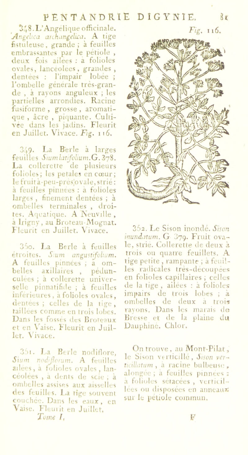 P EN T A ND RIE DIGYNIE. h 348. L’Angelique officinale. singehca arrfuingelica. A tige fistuleuse, grande ; à feuilles embrassantes par le pétiole , deux fois ailees : a folioles ovales, lanceolees , grandes , dentées : l’impair lobée ; l’ombelle generale très-gran- de , à rayons anguleux ; les partielles arrondies. Racine fusiforme , grosse , aromati- que , âcre , piquante. Culti- vée dans les jadins. Fleurit en Juillet. Vivace. Fig. 116. 349. La Bèrle à larges feuilles Stumfotfolium.G. 378. La collerette de plusieurs folioles; les petales en cœur; le fruità-peu-prèsjovale, strié : à feuilles pinnées : à folioles larges, finement dentées ; à ombelles terminales , droi- tes. Aquatique. A Neuville , a Irigny, au Broteau Mognat. Fleurit en Juillet. Y tvace. 350. La Berle à feuilles étroites. S um angustifoliiim. A feuilles pinnées ; a om- belles axillaires , pédun- culees ; à collerette univer- selle pinnatifiile ; à feuilles inférieures, à folioles ovales, dentées ; celles de la tige, taillées comme en trois lobes. Dans les fosses des Broteaux et en Vaise. Fleurit en Juil- let. Vivace. 351. La Berle nodiflore, Sium rwdijlorum. A feuilles ailées, à folioles ovales, lan- céolées , a dents de scie , à ombelles assises aux aisselles des feuilles. La tige souvent couchée. Dans les eaux, en Vaise. Fleutit en Juillet. Tome l, Fig. 116. 352. Le Sison inondé. Sison inuncLitum. G 079. Fruit ova- le, strie. Collerette de deux à trois ou quatre feuillets. A l ige petite , rampante ; à feuil- les radicales très-découpées en folioles capillaires ; celles de la tige , ailées : à folioles impairs de trois lobes ; à ombelles de deux à trois rayons. Dans les marais de Bresse et de la plaine du Dauphiné. Chlor. On trouve, au Mont-Pilat, le Sison verticillé, Sison ver- ticillatum , à racine bulbeuse, alongée , a feuilles pinnées : a folioles sétacées , vcrticil- lées ou disposées en anneau*; sur le pétiole commun. F