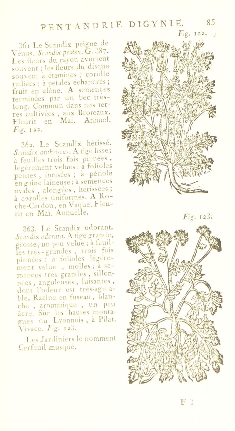 Fig. 122. j 361 Le Scandix peigne de \ énus. Scandix peoten. G.oS/. Les fleurs du rayon avortent souvent ; les fleurs du disque souvent a etamines ; corolle radiées i a petales echanci ës , fruit en alêne. A semences terminées par un bec très- long. Commun dans nos ter- res cultivées , aux Broteaux. Fleurit en Mai. Annuel. Fig. 112. 36a. Le Scandix hérissé. Scandix cmihriscus. A tige lisse; à feuilles trois fois pi niées , legerement velues : a folioles petites , incisées ; à pétiole en gaine laineuse ; à semences ovales , alongées, hérissées ; a corolles uniformes. A Ro- che-Cardon, en Vaque. Fleu- rit en Mai. Annuelle. 363. Le Scandix odorant. Scandix odcrata. A tige grande, grosse, un peu velue ; à feu il- les très - grandes , trois fois pinnées : a folioles légère- ment velue , molles ; à se- mences tres-grandes , sillon- nées , anguleuses, luisantes , dont l’odeur est très-agréa- ble. Racine en fuseau, blan- che , aromatique , un peu âcre. Sur les hautes monta- gnes du Lyonnois , a Filât, vivace, / ig. 123. Les Jardiniers le nomment Cerfeuil musqué.