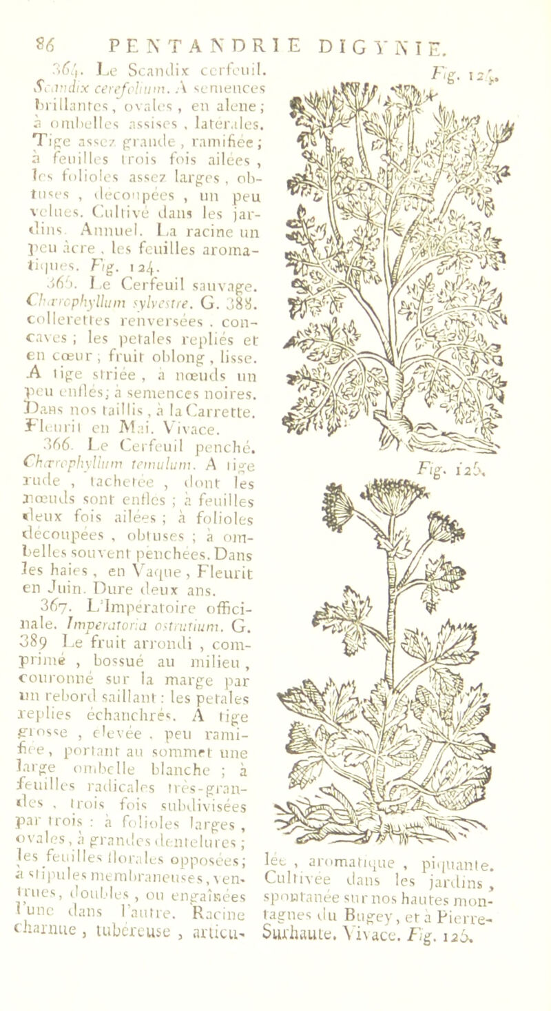 3o/|. Ee Scandix cerfeuil. Scan dix cerefcliinn. A semences brillantes, ovales, en alene; à ombelles assises , latérales. Tige assez grande , ramifiée; à feuilles trois fois ailées , les folioles assez larges , ob- tuses , découpées , un peu velues. Cultivé dans les jar- dins Annuel. La racine un peu acre . les feuilles aroma- tiques. F/g. 124. J06. I ,e Cerfeuil sauvage. Clurrcphylhiin sylvestre. G. 388. collerettes renversées . con- caves ; les petales repliés et en cœur; fruit oblong , lisse. .A tige striée , à nœuds un peu enflés; à semences noires. I3ans nos taillis, à laCarrette. Fl eurit en Mai. Vivace. 366. Le Cerfeuil penché. Chcrrcphyllum lemulum. A lige rude , tachetée , dont les nœuds sont enfles ; à feuilles deux fois ailées ; à folioles découpées , obi uses ; à om- belles souvent penchées. Dans les haies, en Vaque , Fleurit en Juin. Dure deux ans. 367. L Impératoire offici- nale. Imperatoria ostrutium. G. 389 Le fruit arrondi , com- primé , bossué au milieu, couronné sur la marge par un rebord saillant: les petales replies échanchrés. A tige giosse , élevée , peu rami- Fee, portant au sommet une large ombelle blanche ; à feuilles radicales très-gran- des , trois fois subdivisées par trois : <a folioles larges , ovales, à grandes dentelures ; les feuilles florales opposées; à stipules membraneuses, ven* 1 ni es, doubles , ou engainées 1 line dans 1 autre. Racine charnue , tubéreuse , articu- lée . aromatique , piquante. Cultivée dans les jardins, spontanée sur nos hautes mon- tagnes du Bugey, et à Pierre- Surhaute. Vivace. Fig. 12A.