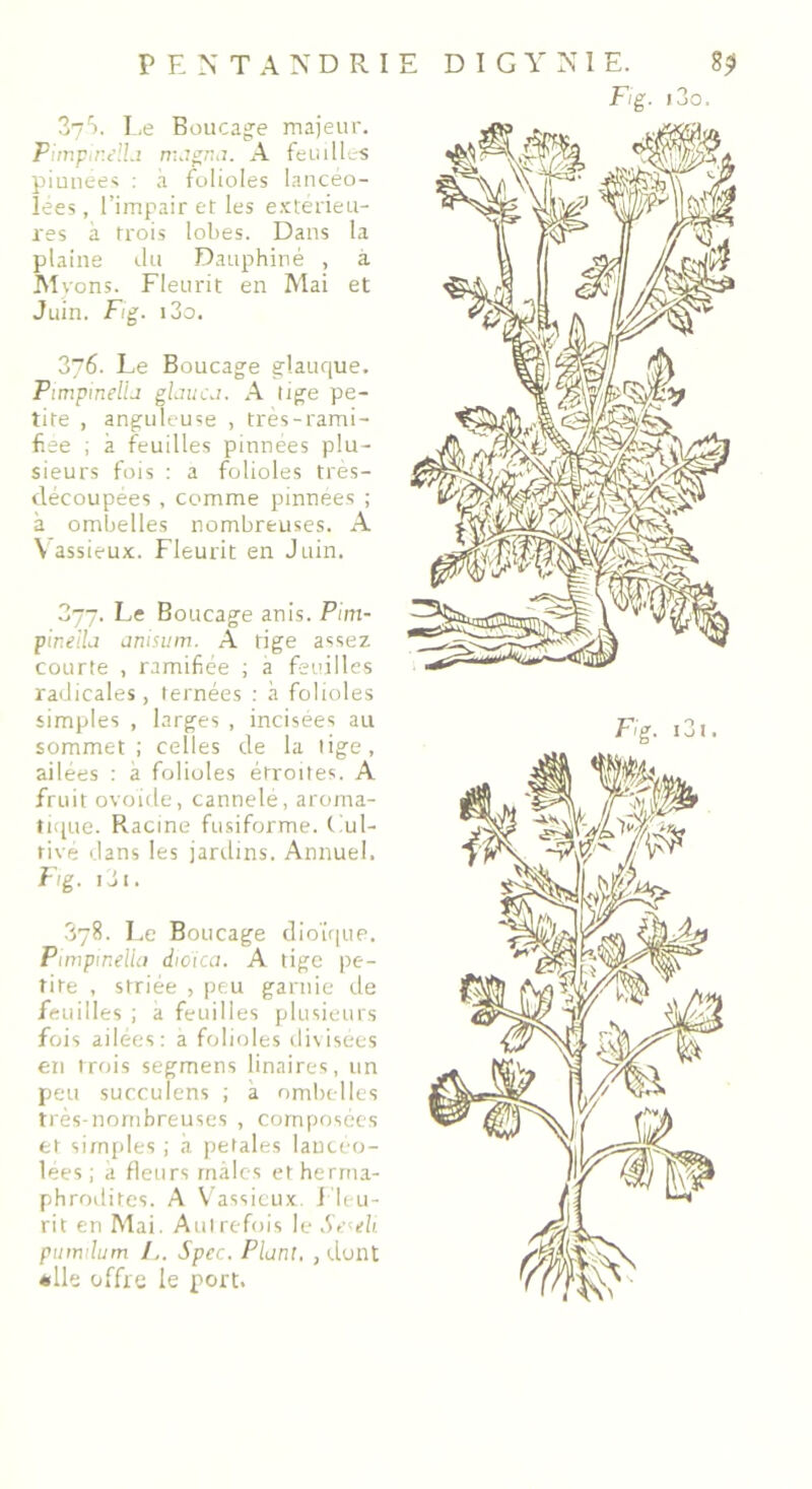 Le Boucage majeur. piunees : à folioles lancéo- lées, l’impair et les extérieu- res à trois lobes. Dans la plaine du Dauphiné , à M vons. Fleurit en Mai et 376. Le Boucage glauque. Pimpmellj glauca. A lige pe- tite , anguleuse , très-rami- fïee ; à feuilles pinnées plu- sieurs fois : a folioles très- découpées , comme pinnees ; à ombelles nombreuses. A Vassieux. Fleurit en Juin. 377. Le Boucage anis. Pim- pineila anisum. A tige assez courte , ramifiée ; a feuilles radicales, ternées : à folioles simples , larges , incisées au sommet; celles de la tige, ailées : à folioles étroites. A fruit ovoïde, cannelé, aroma- tique. Racine fusiforme. Cul- tivé dans les jardins. Annuel. Fig. i3i . 378. Le Boucage dioïque. Pimptneila dioica. A tige pe- tite , striée , peu garnie de feuilles ; a feuilles plusieurs fois ailées: a folioles divisées en trois segmens linaires, un peu succulens ; a ombelles très-nombreuses , composées et simples ; à petales lancéo- lées ; à fleurs mâles et herma- phrodites. A Vassieux. Fleu- rit en Mai. Autrefois le Se^eli. pumilum F. Spec. Plant. , dont «lie offre le port.