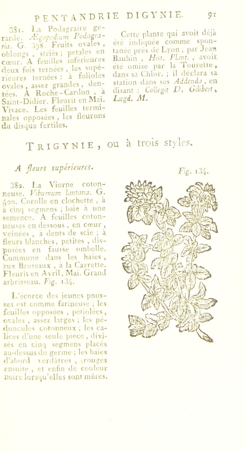 331. La Podagraire ge- rarJe. Ægapcàluni Podagra- ria. G 3^8 Fruits ovales, oblongs , striés ; petaies en cœur. A feuilles inférieures deux fois ternées, les supé- rieures ternées : à folioles ovales, assez grandes, den- tées. A Roche - Cardon , a Saint-Didier. Fleurit en Mai. Vivace. Les feuilles termi- nales opposées , les fleurons du disque fertiles. T rigynie , A fleurs supérieures. 38a. La Viorne coton- neuse. Viburnum lanterna. G. 4co. Corolle en clochette , à à cinq segmens ; baie à une semence. A feuilles coton- neuses eii dessous, en cœur , veinées , a dents de scie ; à fleurs blanches, petites , dis- posées en fausse ombelle. Commune dans les haies , aux Broteaux , à la Carrette. Fleurit en Avril, Mai. Grand arbrisseau. Fig. 134- li’écorce des jeunes pous- ses est comme farineuse ; les feuilles opposées , pétiolées, ovales , assez larges ; les pé- doncules cotonneux ; les ca- lices d’une seule piece , divi- sés en cinq segmens placés au-dessus du germe ; les baies «l’abord verdâtres , rouges ensuite , et enfin tle couleur noire lorsqu’elles sont mûres. E D1GYNIE. Cette plante qui avoit déjà été indiquée comme spon- tanée près de Lyon , par Jean Bauhin , Hist. Plant. , avoit été omise par la Tourette, dans sa Chlor. ; il déclara sa station dans ses Addenda, en disant : Collegit U. Gdibert » Lugd. M. ou à trois st) les.