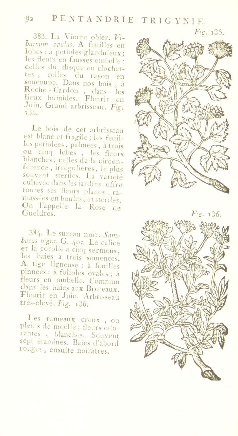 383. La V iorne obier. Vi- hirnum opulua. A feuilles en lobes : a pétioles glanduleux; les rieurs en fausses ombelle: celles du disque en clochet- tes , celles du rayon en soucoupe.^ Dans nos bois , a Roche - Cardon , dans les lieux humides. Fleurit en Juin. Grand arbrisseau. Fig. ï 3b. Le bois de cet arbrisseau est blanc et fragile; les feuil- les péliolées , palmées , a trois ou cinq lobes ; les fleurs blanches; celles de la circon- férence , irrégulières, le plus souvent stériles. La variété cultivée dans les jardins, offre toutes ses fleurs planes , ra- massées en boules, et stériles. On l’appelle la Rose de Gueldres. 38.'(. Le sureau noir. Sam- lucus nigra. G. 402. Le calice et la corolle a cinq segmens, les baies a trois semences. A tige ligneuse ; a feuilles pinnées : à folioles ovales ; a fleuis en ombelle. Commun dans les haies aux Broteaux. Fleurit en Juin. Arbrisseau très-elevé. Fig. i36. Les rameaux creux , ou pleins de moelle ; fleurs odo- rantes , blanches. Souvent sept étamines. Baies d’abord rouges, ensuite noirâtres.