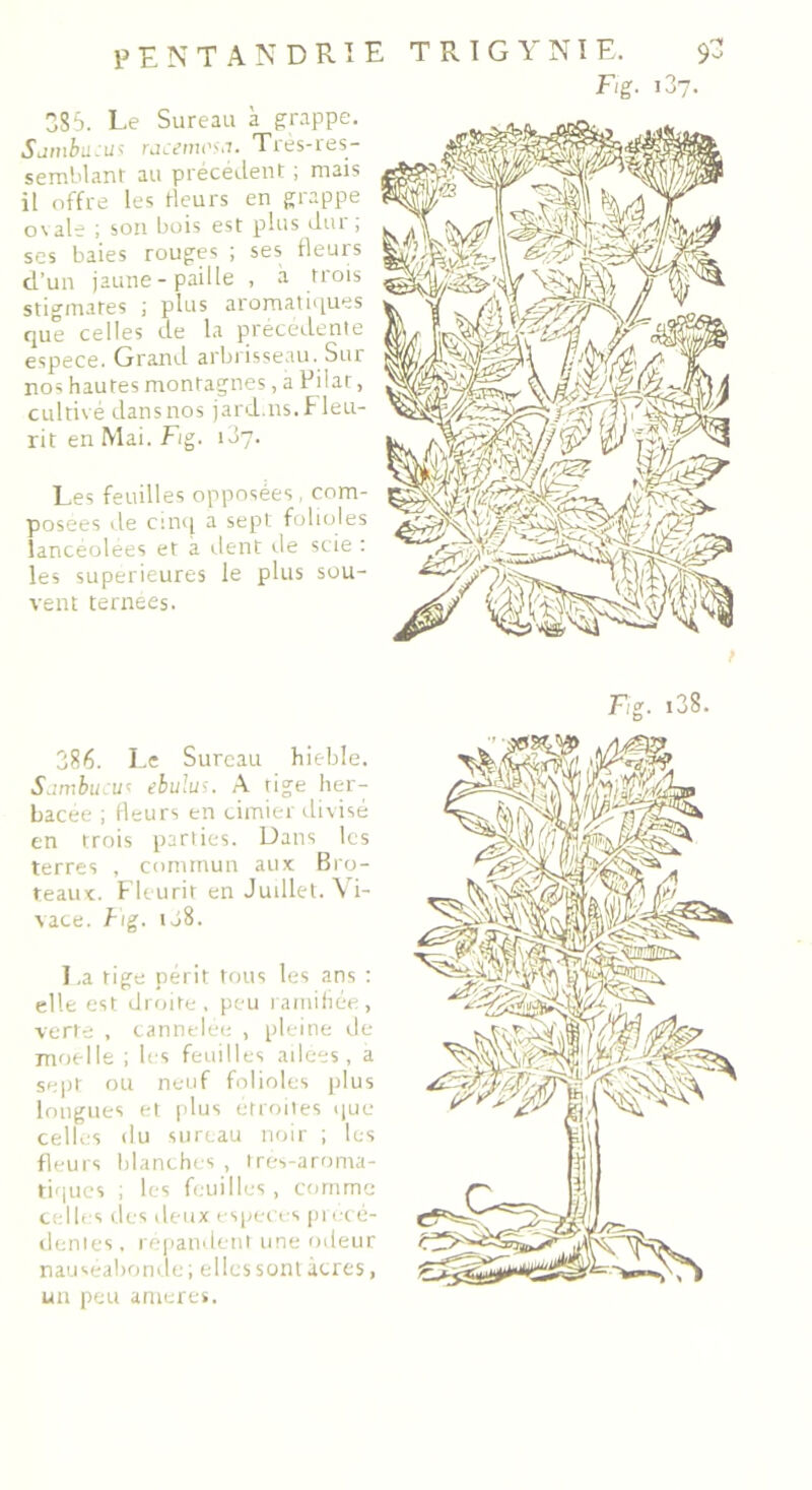 9- PENTANDRU 385. Le Sureau à grappe. Sdinbii:üs rucetncsu. Tres-res— semblant au précédent ; mais il offre les Heurs en grappe ovale ; son bois est plus dur , ses baies rouges ; ses fleurs ct’un jaune-paille , à trois stigmates ; plus aromatiques que celles de la précédente espece. Grand arbrisseau. Sur nos hautes montagnes, a Pilât, cultivé dans nos jard.ns. Fleu- rit en Mai. F/g. 107. Les feuilles opposées , com- posées de cinq a sept folioles lancéolées et à dent île scie : les supérieures le plus sou- vent ternées. TRIG Y NIE. F/g. 137. r Sambucus ebulus. A tige her- bacée ; fleurs en cimier divisé en trois parties. Dans les terres , commun aux Bro- teaux. Fleurit en Juillet. Vi- vace. F/g. iô8. La tige périt tous les ans : elle est droite, peu ramifiée, verte , cannelée , pleine de moelle ; les feuilles ailées, a sept ou neuf folioles plus longues et plus étroites que celles du sureau noir ; les fleurs blanches , très-aroma- tiques ; les feuilles, comme celles îles deux especes pi ecé- dentes, répandent une odeur nauséabonde ; elles sont acres, un peu ameres. F/g. i38.