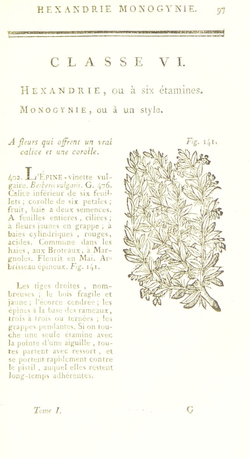 CLASSE VI. Hexandrie, ou à six étamines. Monogynie, ou à un style. jaune ; l’écorce cendrée ; les épines a la base des rameaux, irois a irois ou ternées ; les grappes pendantes. Si on tou- che une seule elainine avec la pointe d’une aiguille , tou- tes partent avec ressort , et se portent rapidement contre le pistil , auquel elles restent long-temps adhérentes. Tome J, (/ A fleurs qui offrent un vrai calice et une corolle. Fig• i4l* 402. xu’Epine - vinette vul- gaire. Berberts vulgaris. G. 476. Calice inférieur de six feuil- lets ; corolle de six petales ; fruit, baie a deux semences. A feuilles entières , ciliées ; a fleurs jaunes en grappe ; a baies cylindriques , rouges, acides. Commune dans les haies, aux Brou aux, à Mar- gnoles. Fleurit en Mai. Ar- brisseau épineux. Fig. i/ji. Les tiges droites , nom- breuses ; le bois fragile et