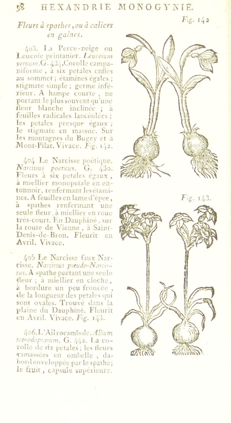 $$ HEXANDRÏE Fleurs à spathes, ou à calices en gaines. 4o3. La Perce-neige ou Leucoie printanier. L.euco\um yemum.G. 434 .Corolle campa- nifonne , à six petales enfles au sommet; étamines égales ; stigmate simple ; germe infé- rieur. A hampe courte , ne portant le plus souvent qu’une fleur blanche inclinée ; à feuilles radicales lancéolées ; les petales presque égaux ; le stigmate en massue. Sur les montagnes du Bugey et à Mont-Pilat. Vivace. Fig. i >2. 404 Le Narcisse poétique. Narcissus poeticus. G. 43o. Fleurs à six petales égaux , à miellier monopetale en en- tonnoir, renfermant les étami- nes. A feudles en lame d’épée, à spathes renfermant une seule fleur, à miellier en roue très-court. Lit Dauphiné , sur la route de Vienne , à Saint- Denis-de-Bron. Fleurit en Avril. Vivace. 405 Le Narcisse faux Nar- cisse. Narcissus pseudo-Narcis- sus. A spathe portantune seule fleur ; à miellier en cloche, à bordure un peu froncée , de la longueur des petales qui sont ovales. Trouvé dans la plaine du Dauphiné. Fleurit en Avril. Vivace. Fig. 143. 4o6.L’Ail rocambole.Tffit/m scorodopra<;iim. G. 442. I .a co- rolle île six petales ; les fleurs ramassées en ombelle , da- bordenveloppée par le spathe; le fiiut, capsule supérieure. M O N O G Y N IÊ.