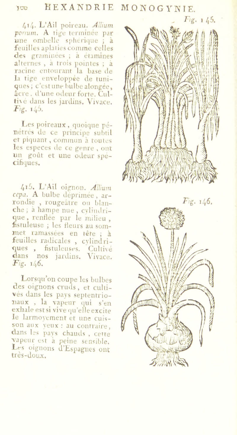 4i4- L’Ail poireau. Allium pcrrum. A tige terminée par une ombelle sphérique ; à feuilles aplaties comme celles des graminées ; à étamines alternes , à trois pointes ; a racine entourant la base de la tige enveloppée de tuni- ques ; c’est une bulbe alongée, âcre . d’une odeur forte. Cul- ti\ 6 dans les jardins. Vivace. Fg. 146. Les poireaux , quoique pé- nétrés de ce principe subtil et piquant, commun à toutes les especes de ce genre , ont un goût et une odeur spé- cifiques. 4t5. L’Ail oignon. AHium ccpu. A bulbe déprimée , ar- rondie , rougeâtre ou blan- che ; à hampe nue , cylindri- que , renflée par le milieu , fistuleuse ; les fleurs au som- met ramassées en tête ; à feuilles radicales , cylindri- ques , fistuleuses. Cultivé dans nos jardins, \ivace. Fig. 146. Lorsqu’on coupe les bulbes des oignons cruds, et culti- vés dans les pays septentrio- naux , la vapeur qui s’en exhale estsi vive qu’elleexcite le larmoyement et une cuis- son aux yeux : au contraire, dans les pays chauds , cette vapeur est à peine sensible. Les oignons d’Espagnes ont très-doux.